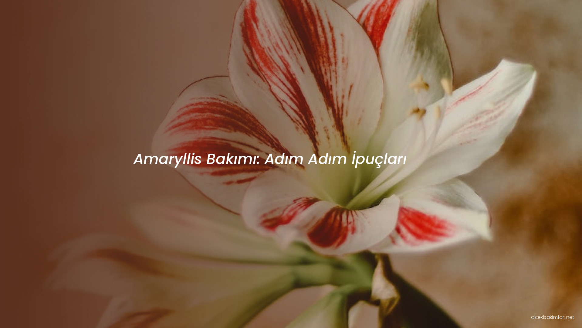 Amaryllis Bakımı: Adım Adım İpuçları