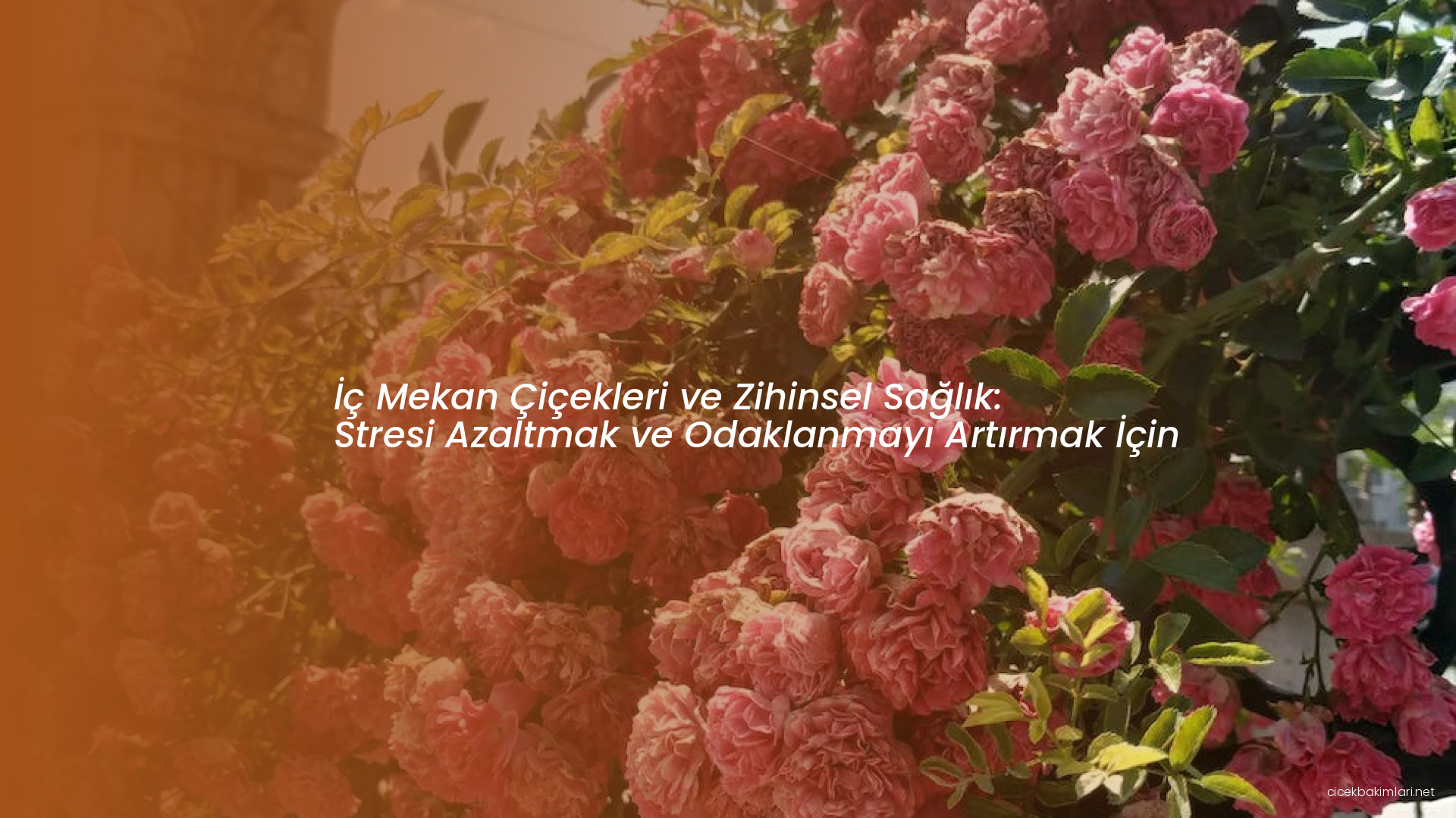 İç Mekan Çiçekleri ve Zihinsel Sağlık: Stresi Azaltmak ve Odaklanmayı Artırmak İçin