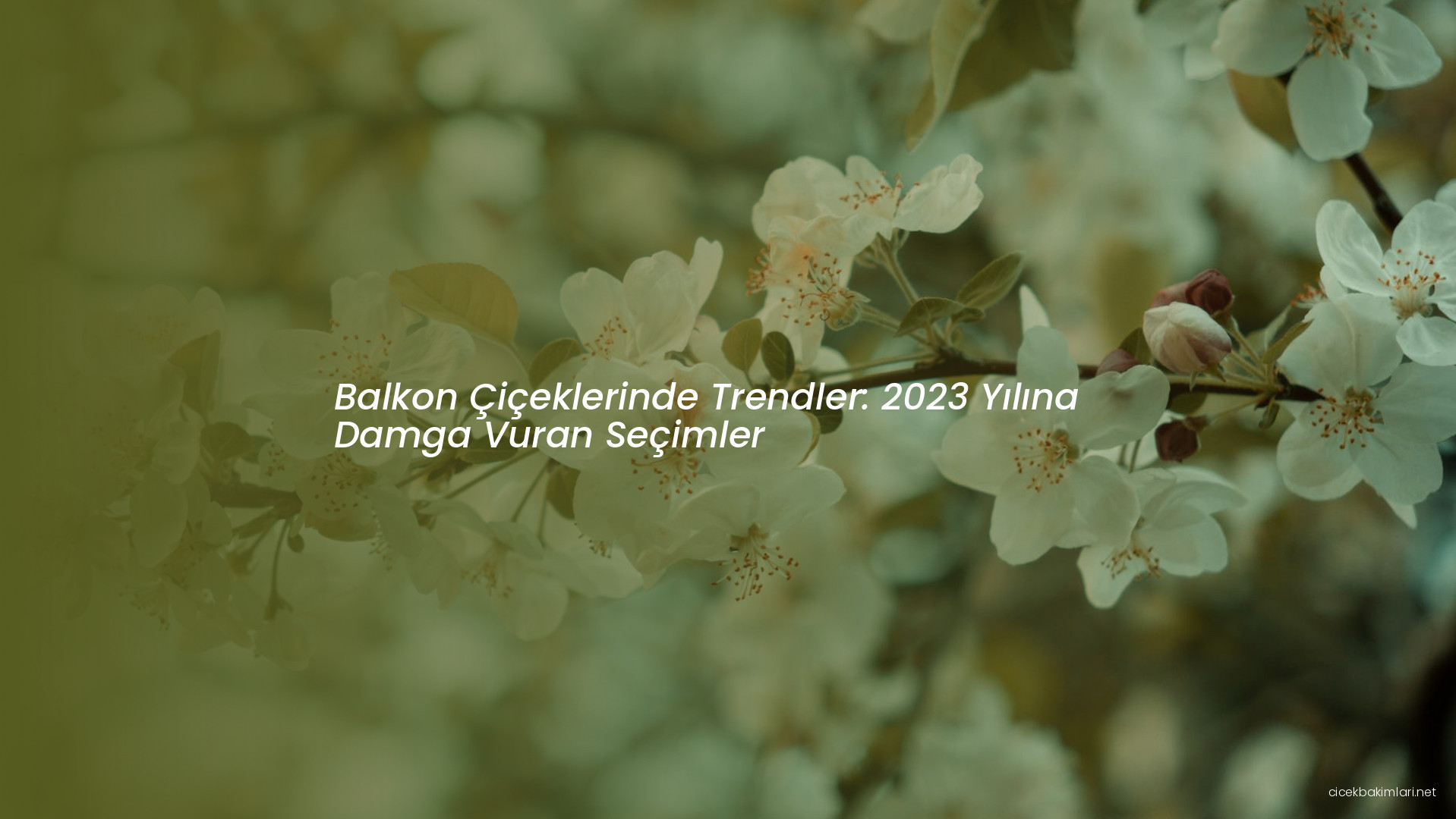 Balkon Çiçeklerinde Trendler: 2023 Yılına Damga Vuran Seçimler