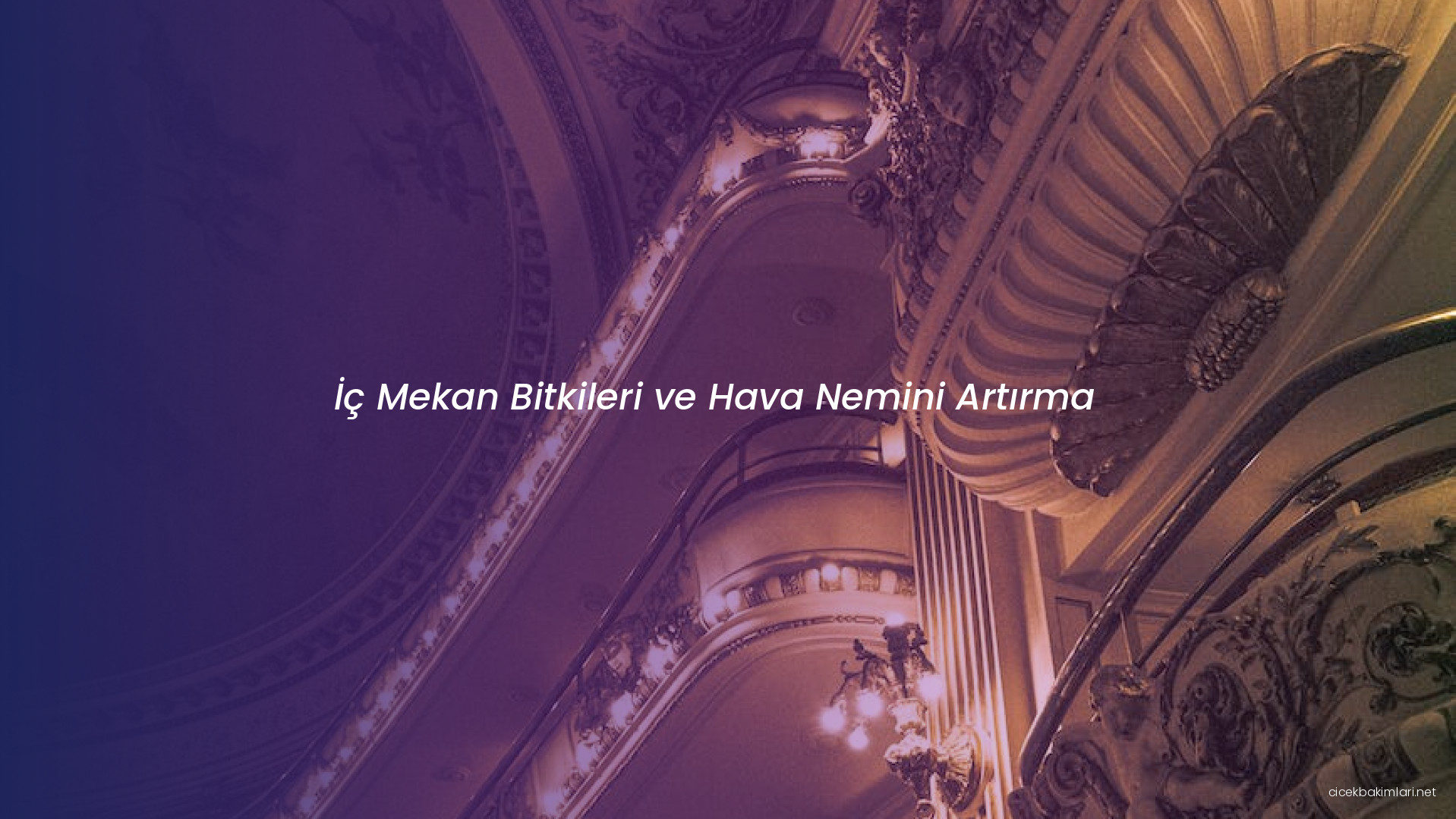 İç Mekan Bitkileri ve Hava Nemini Artırma