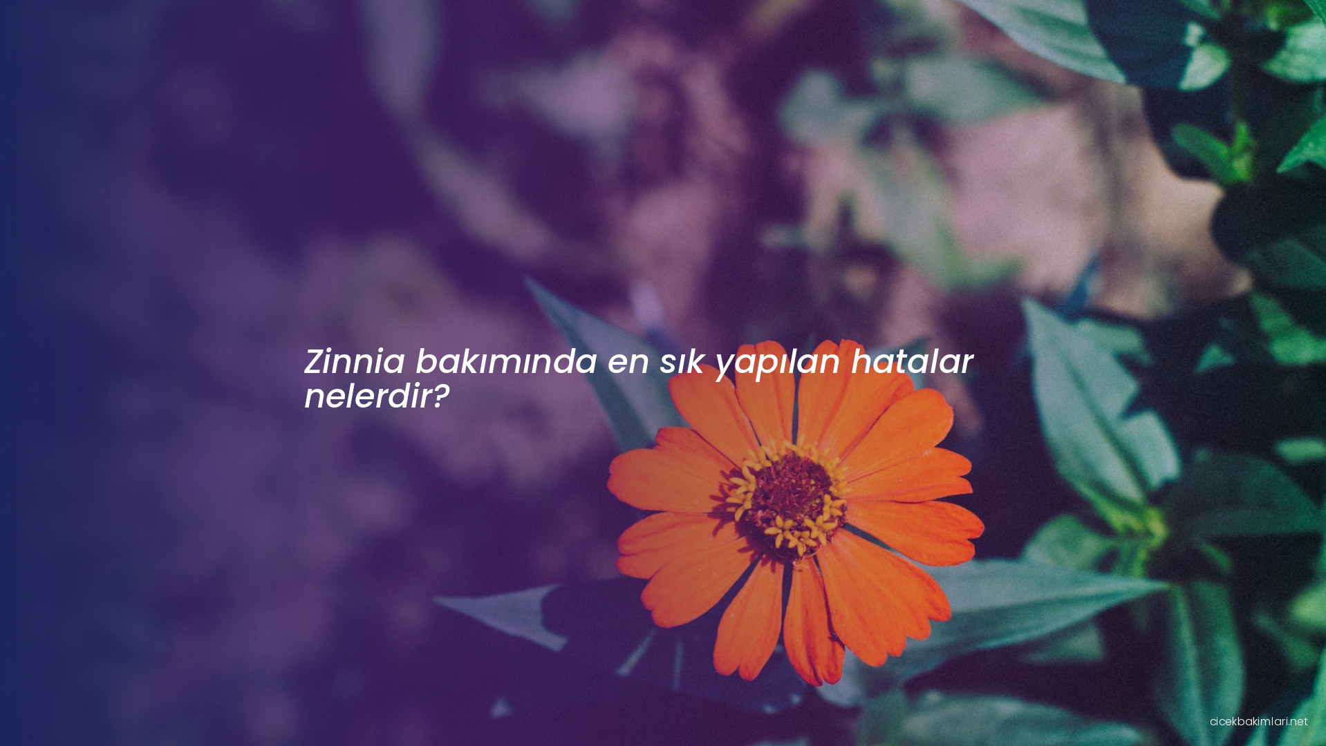 Zinnia bakımında en sık yapılan hatalar nelerdir?