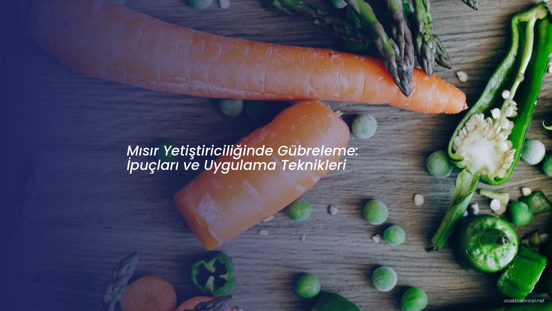 Mısır Yetiştiriciliğinde Gübreleme: İpuçları ve Uygulama Teknikleri