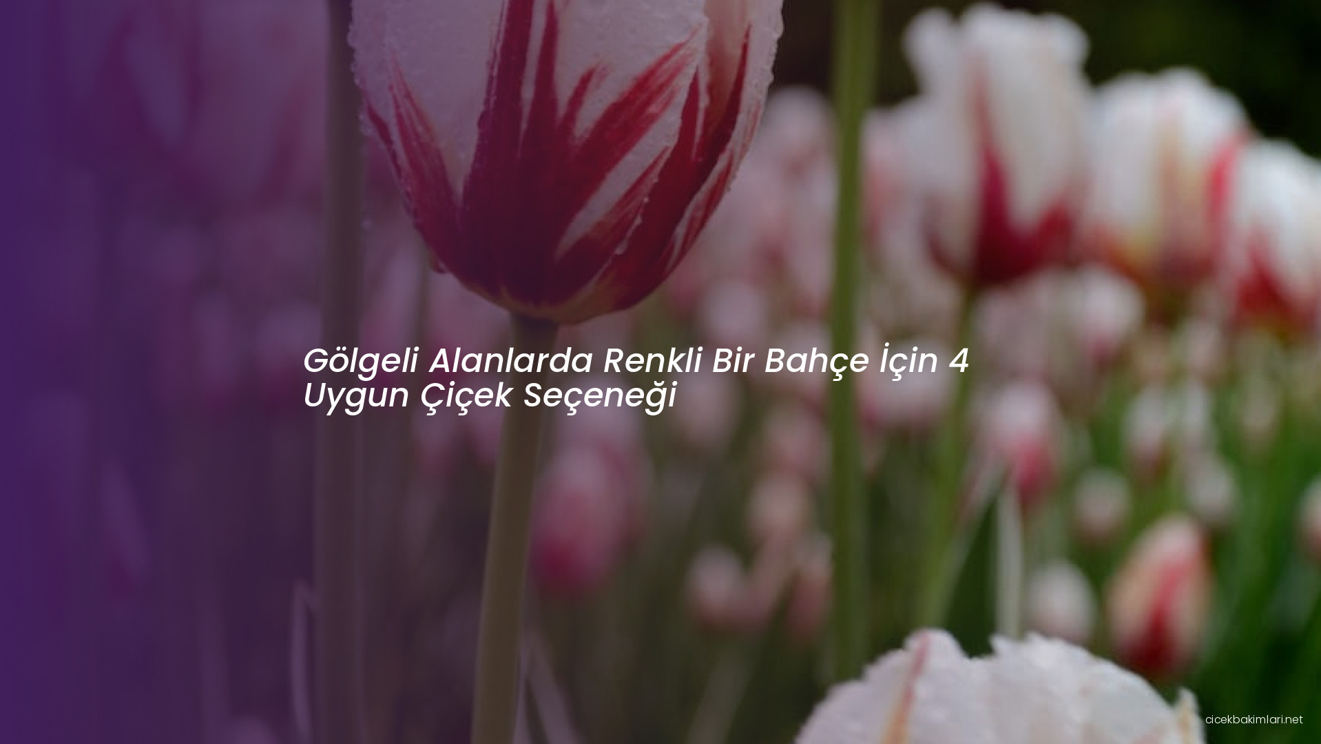 Gölgeli Alanlarda Renkli Bir Bahçe İçin 4 Uygun Çiçek Seçeneği