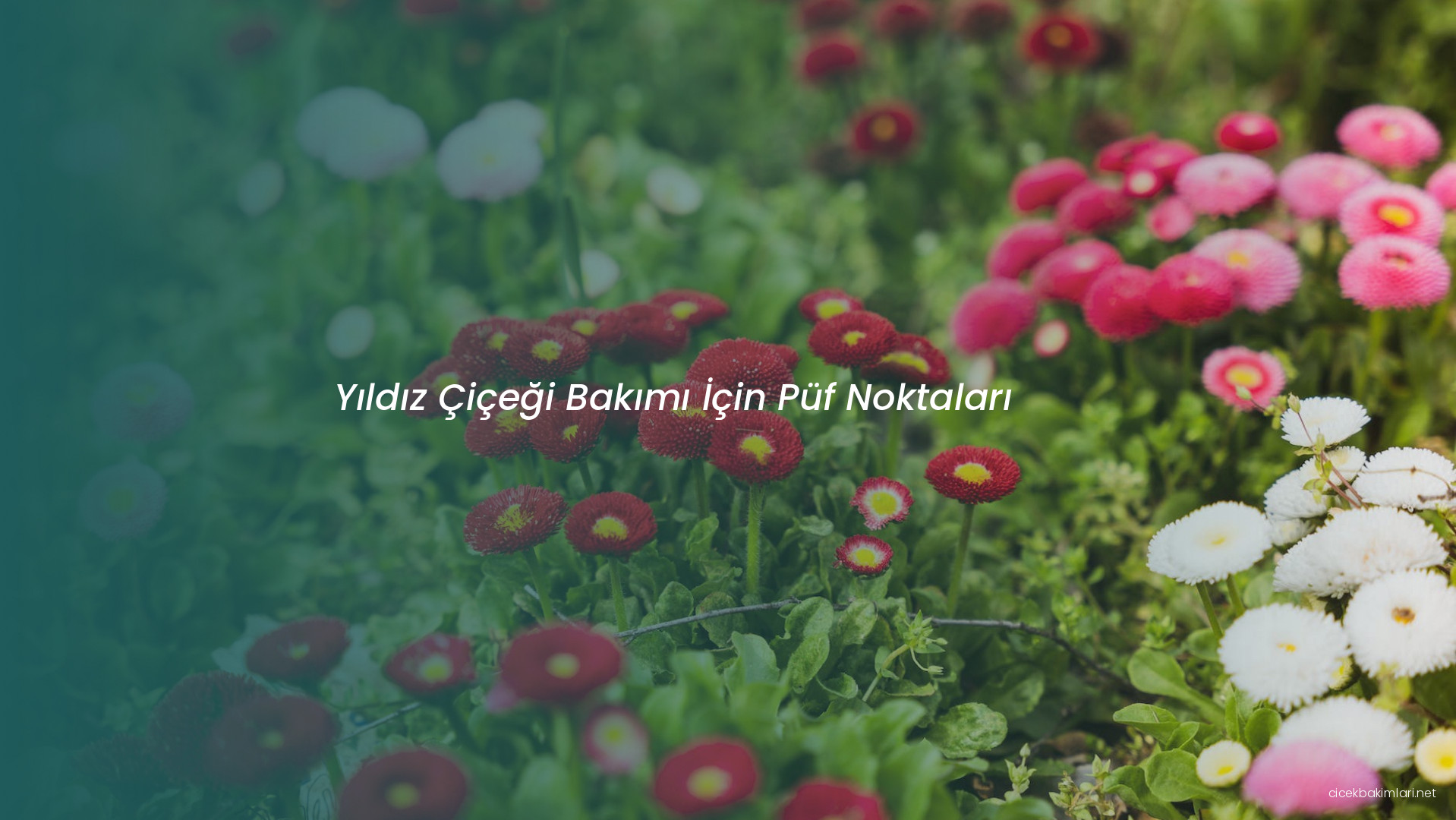 Yıldız Çiçeği Bakımı İçin Püf Noktaları