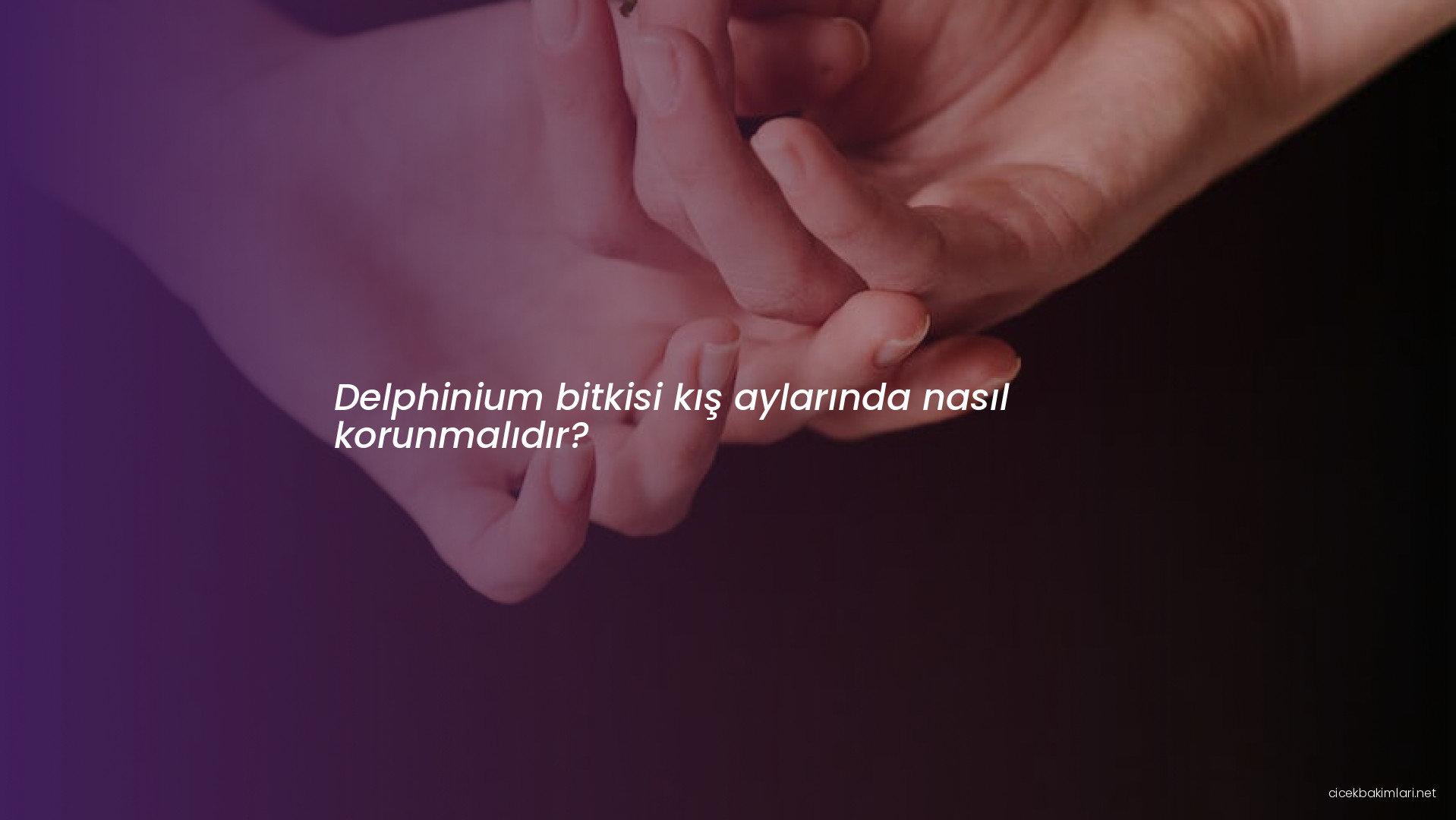 Delphinium bitkisi kış aylarında nasıl korunmalıdır?