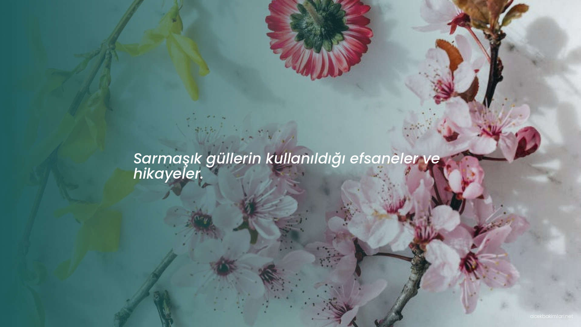 Sarmaşık güllerin kullanıldığı efsaneler ve hikayeler.