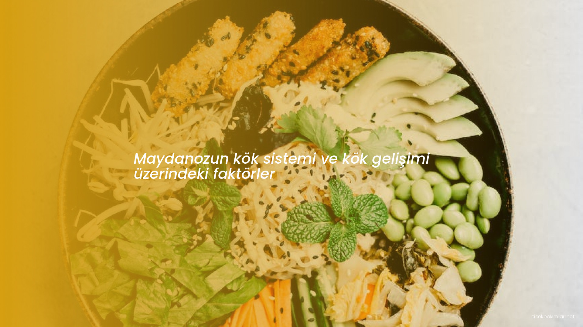 Maydanozun kök sistemi ve kök gelişimi üzerindeki faktörler