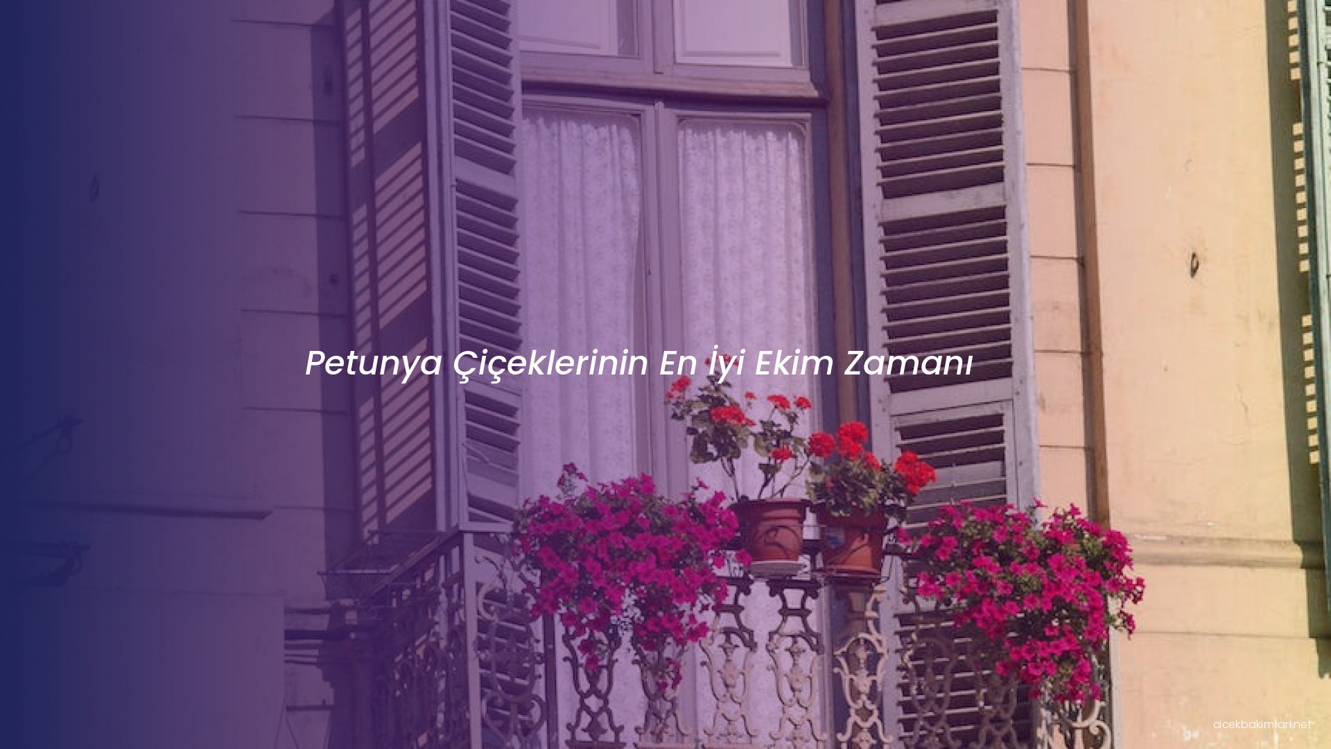 Petunya Çiçeklerinin En İyi Ekim Zamanı