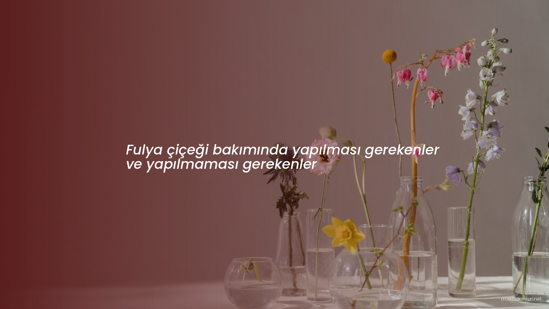 Fulya çiçeği bakımında yapılması gerekenler ve yapılmaması gerekenler