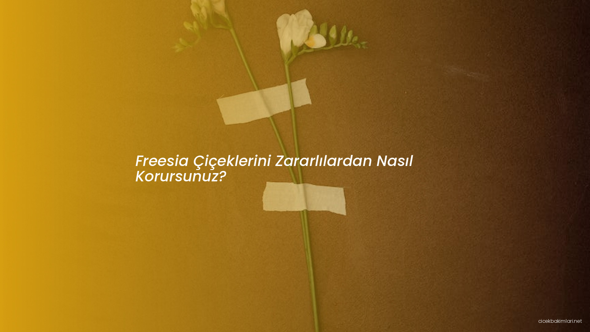 Freesia Çiçeklerini Zararlılardan Nasıl Korursunuz?
