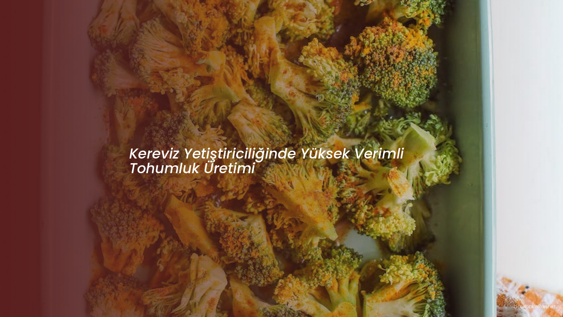 Kereviz Yetiştiriciliğinde Yüksek Verimli Tohumluk Üretimi