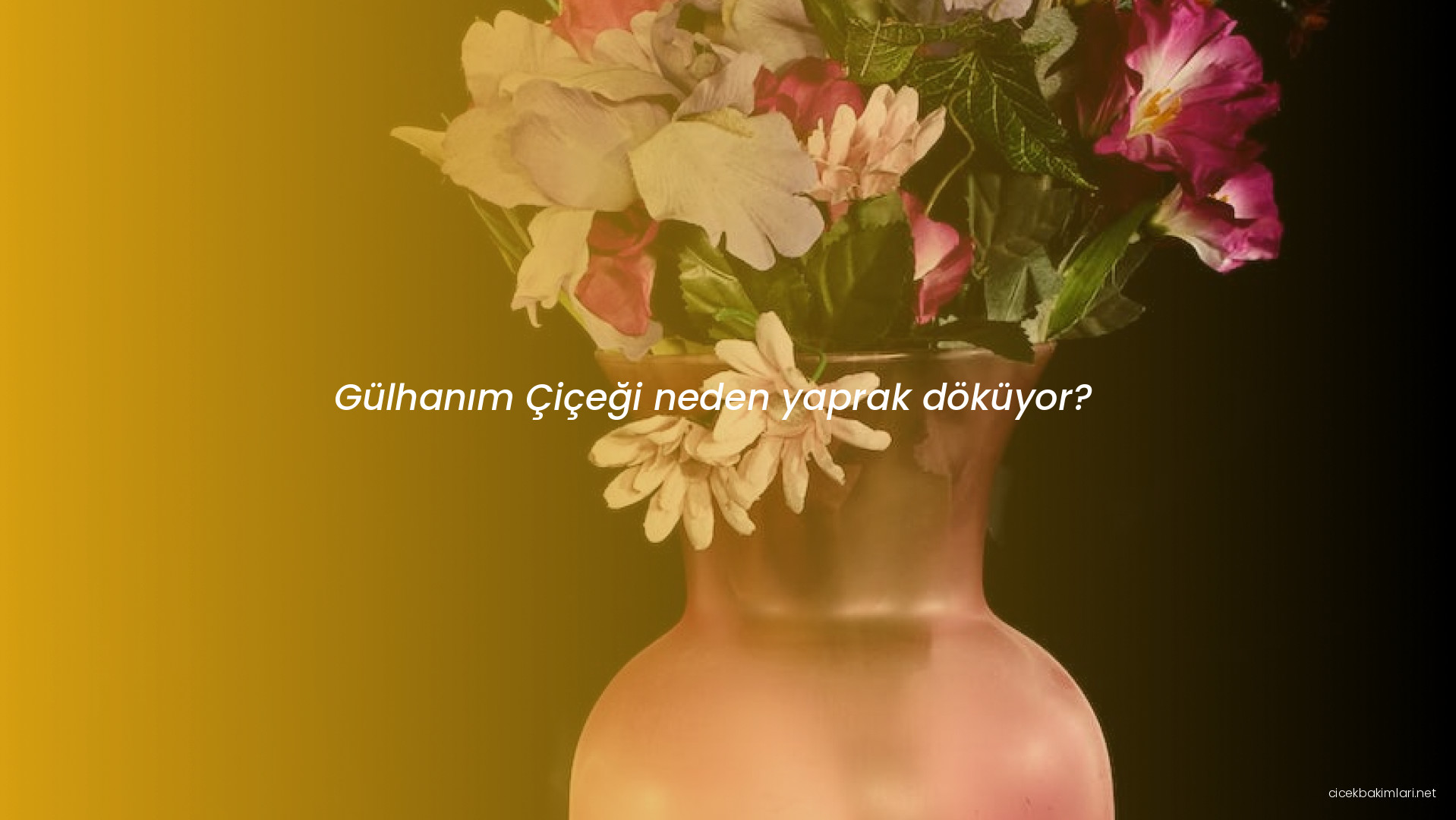 Gülhanım Çiçeği neden yaprak döküyor?