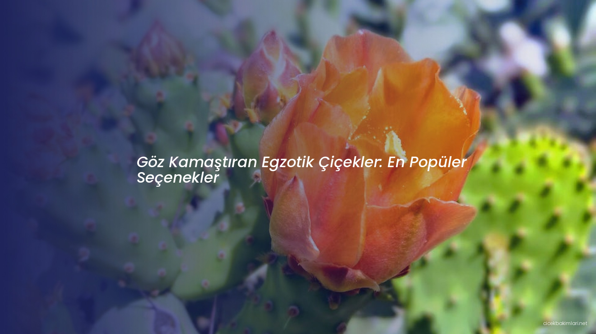 Göz Kamaştıran Egzotik Çiçekler: En Popüler Seçenekler