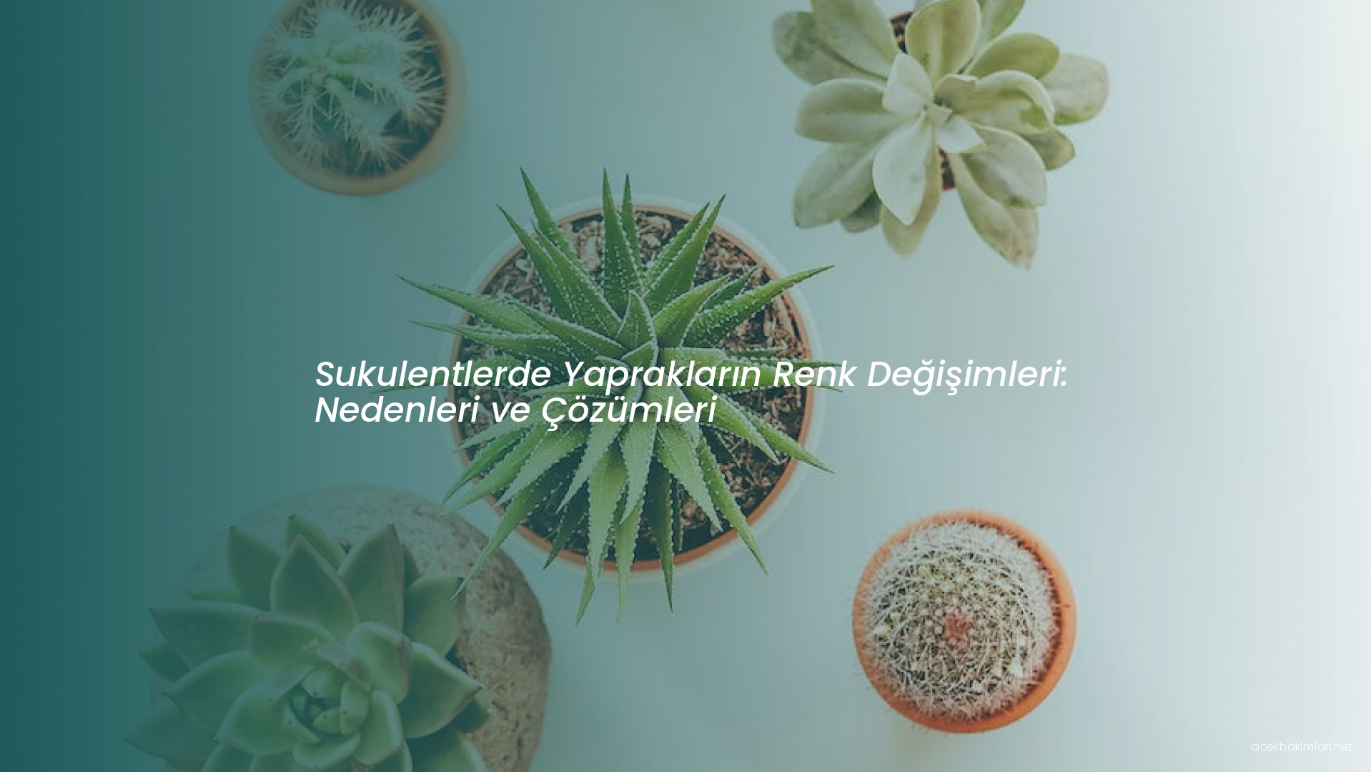 Sukulentlerde Yaprakların Renk Değişimleri: Nedenleri ve Çözümleri