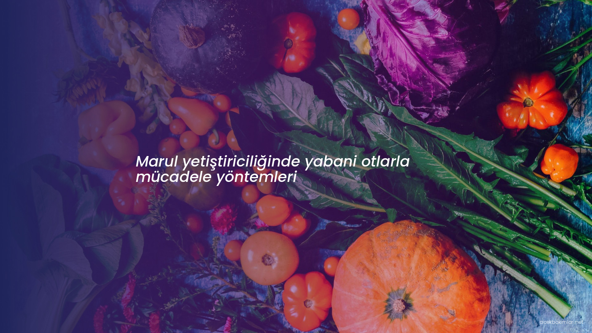 Marul yetiştiriciliğinde yabani otlarla mücadele yöntemleri