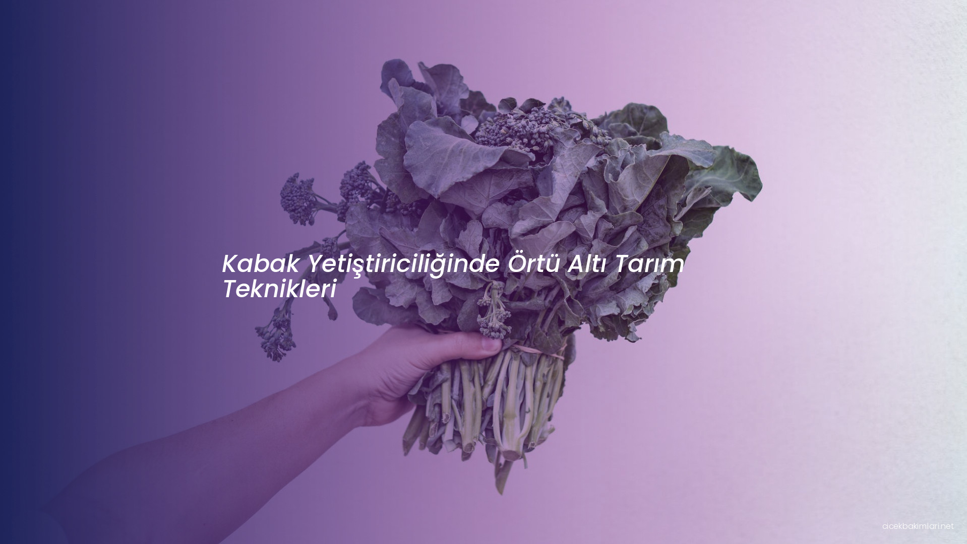 Kabak Yetiştiriciliğinde Örtü Altı Tarım Teknikleri