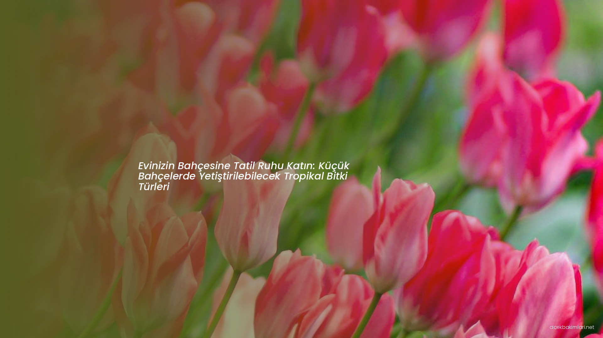 Evinizin Bahçesine Tatil Ruhu Katın: Küçük Bahçelerde Yetiştirilebilecek Tropikal Bitki Türleri