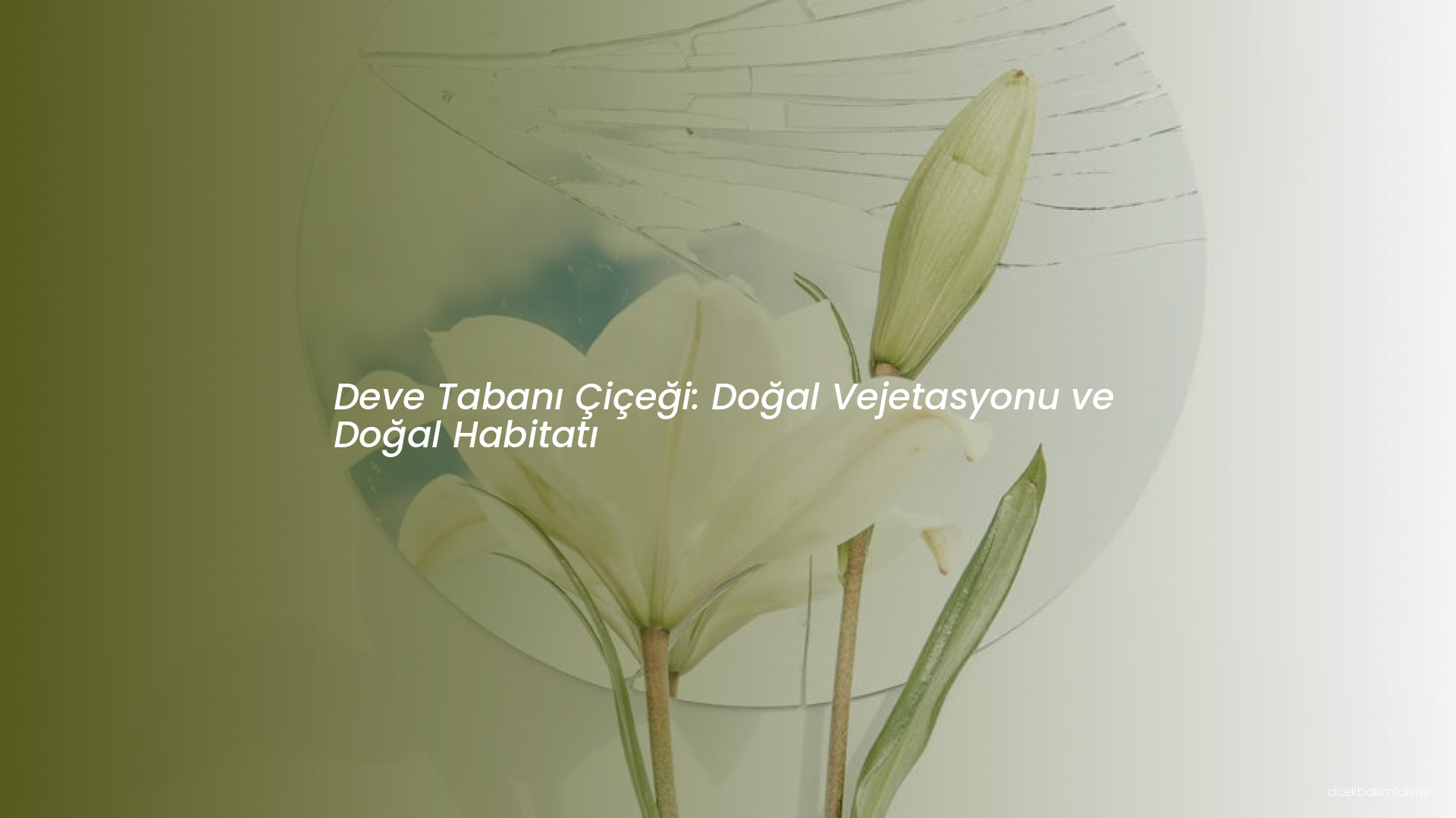 Deve Tabanı Çiçeği: Doğal Vejetasyonu ve Doğal Habitatı