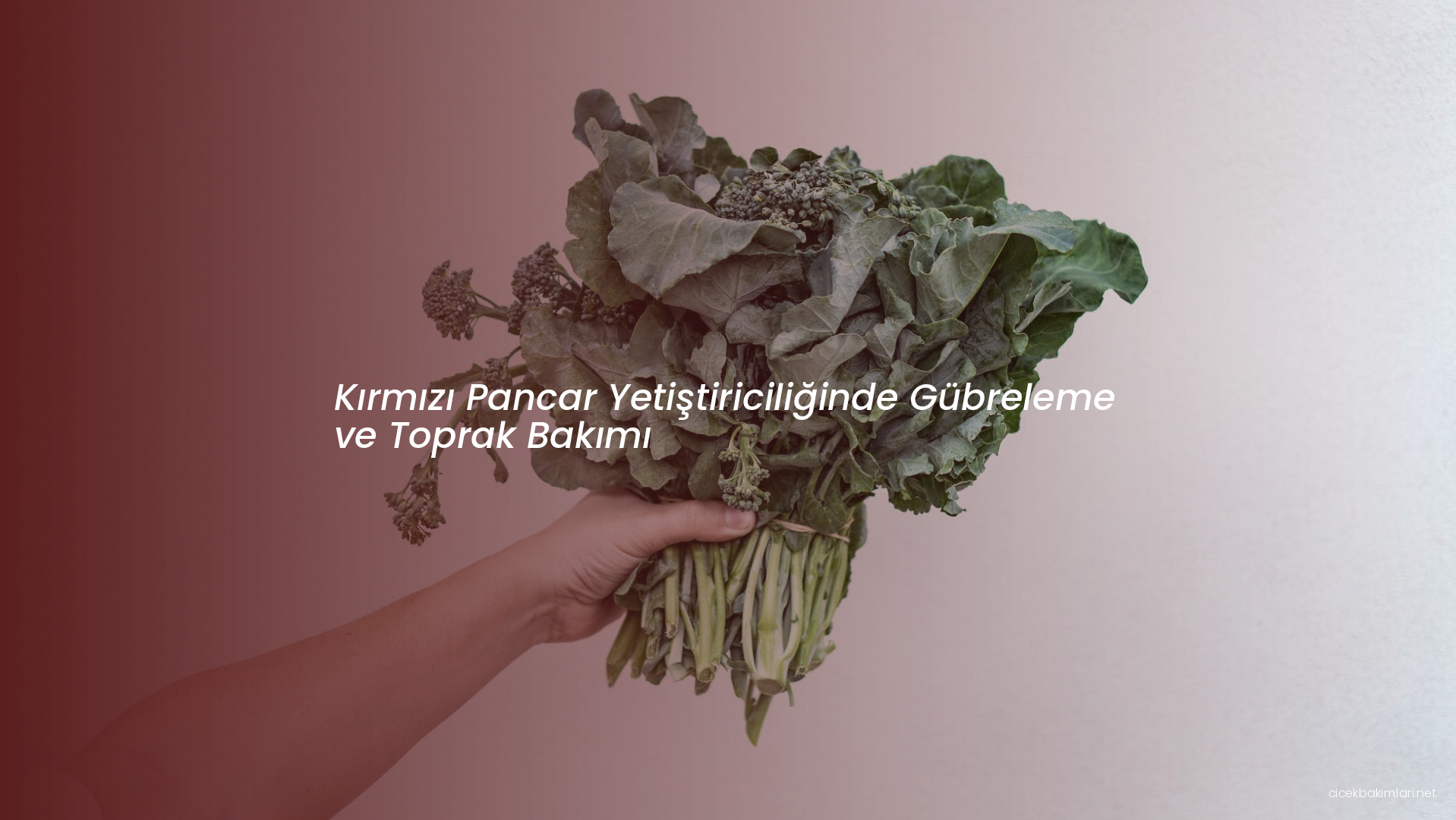 Kırmızı Pancar Yetiştiriciliğinde Gübreleme ve Toprak Bakımı