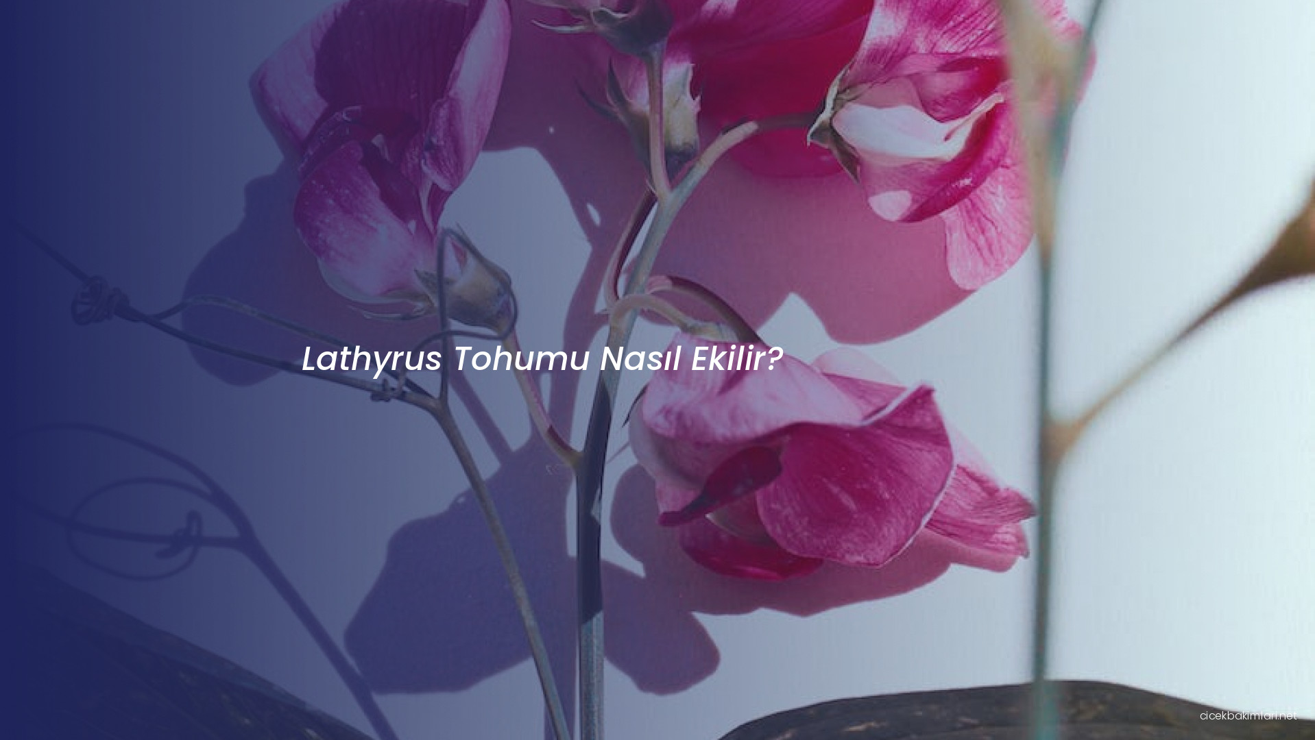 Lathyrus Tohumu Nasıl Ekilir?