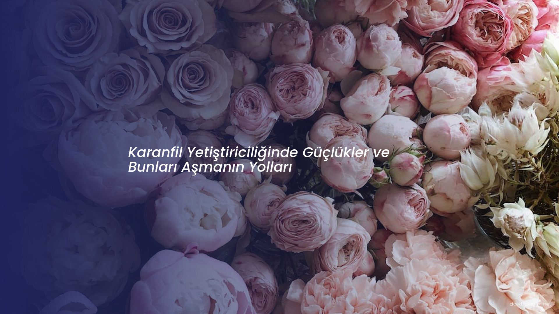Karanfil Yetiştiriciliğinde Güçlükler ve Bunları Aşmanın Yolları