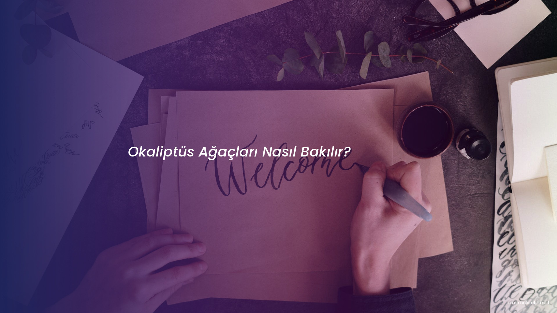 Okaliptüs Ağaçları Nasıl Bakılır?