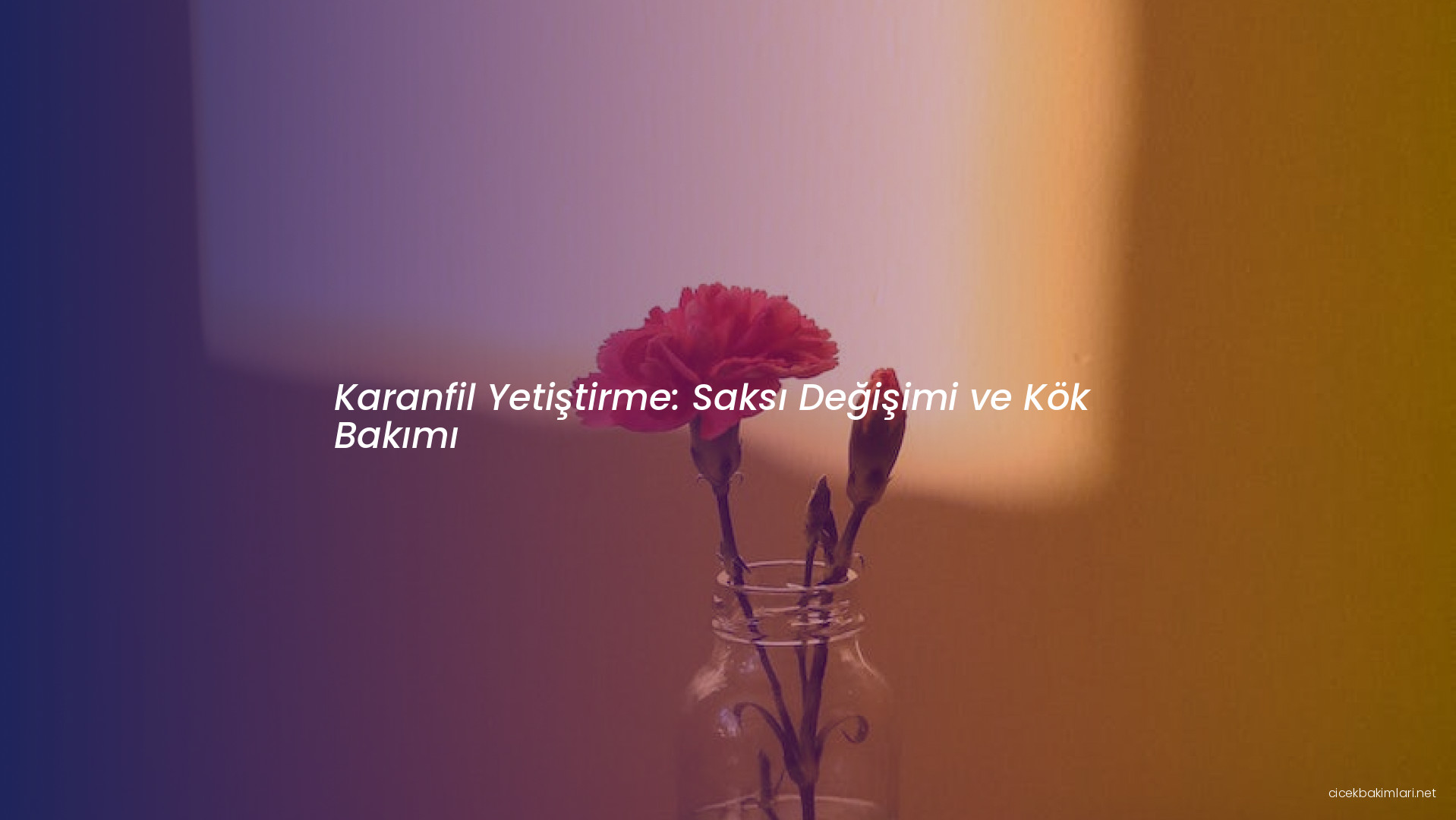 Karanfil Yetiştirme: Saksı Değişimi ve Kök Bakımı