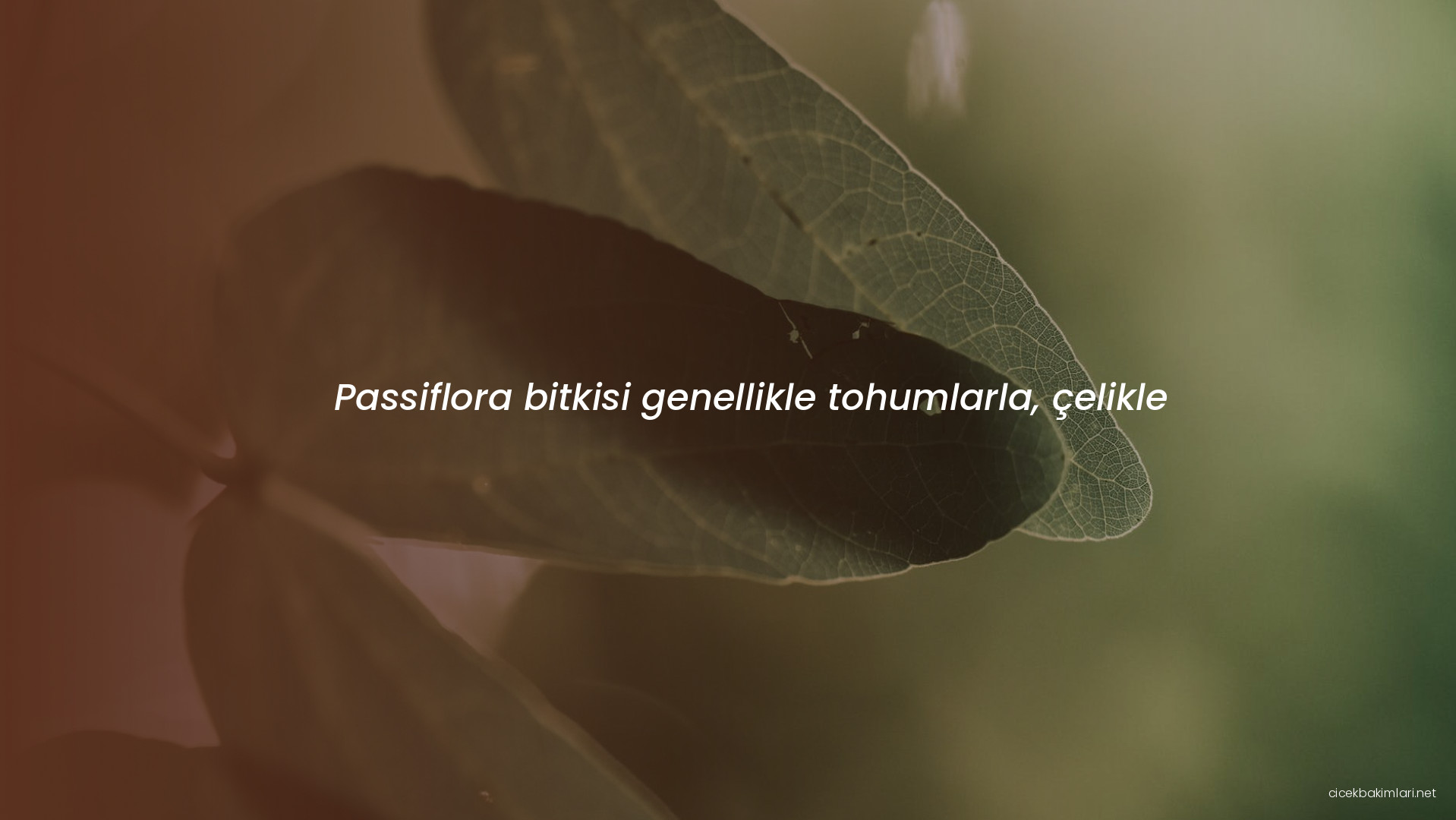 Passiflora bitkisi genellikle tohumlarla, çelikle