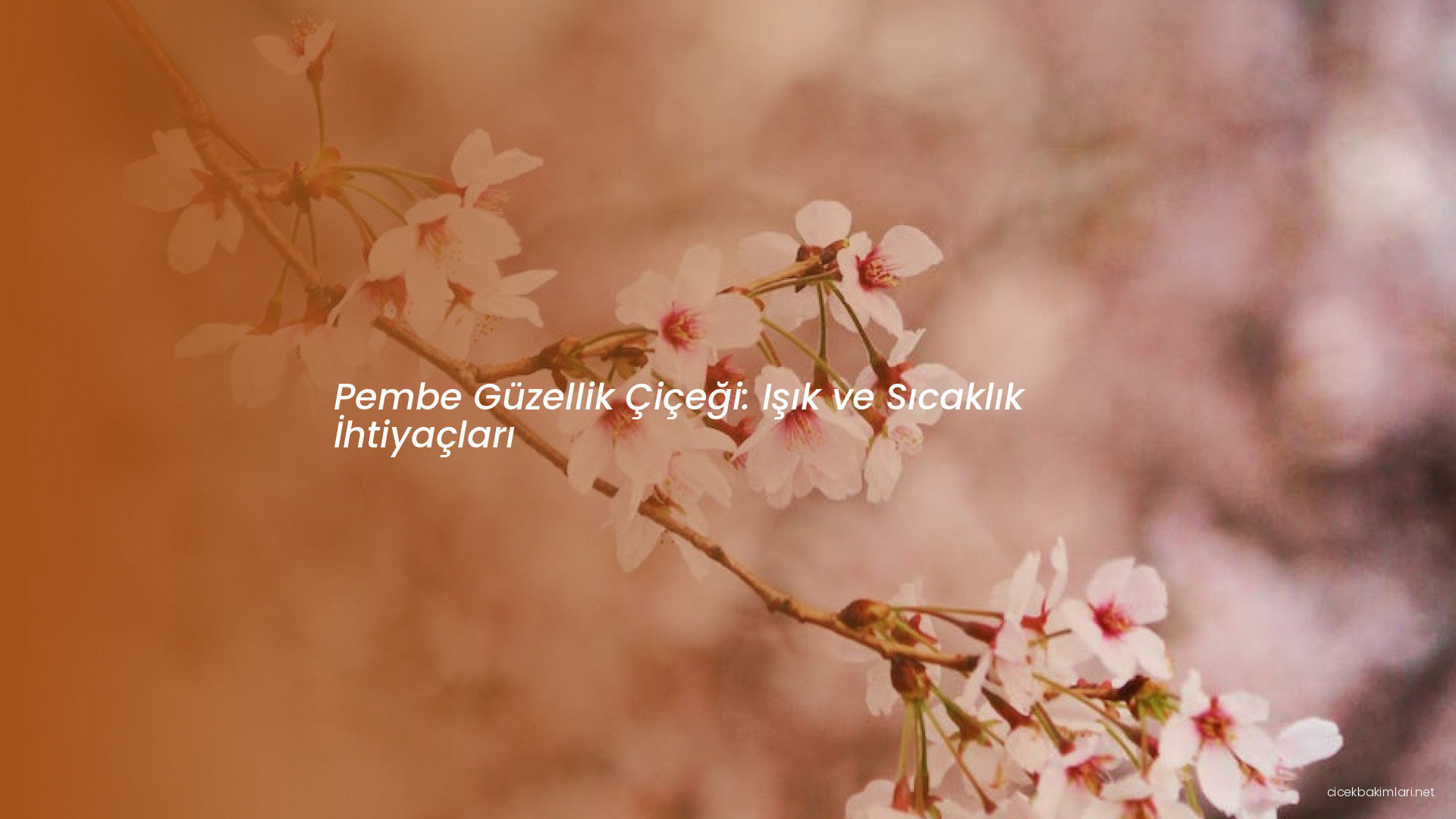 Pembe Güzellik Çiçeği: Işık ve Sıcaklık İhtiyaçları