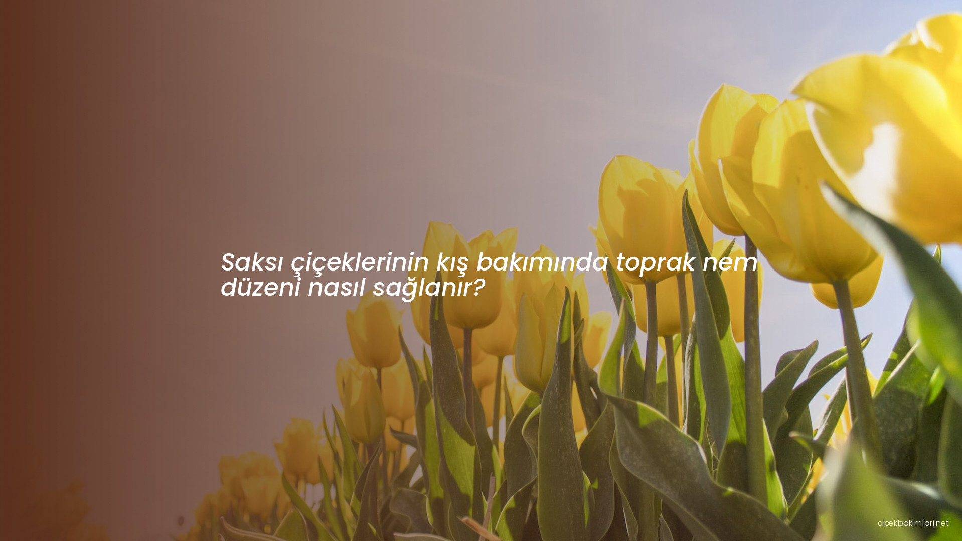 Saksı çiçeklerinin kış bakımında toprak nem düzeni nasıl sağlanır?