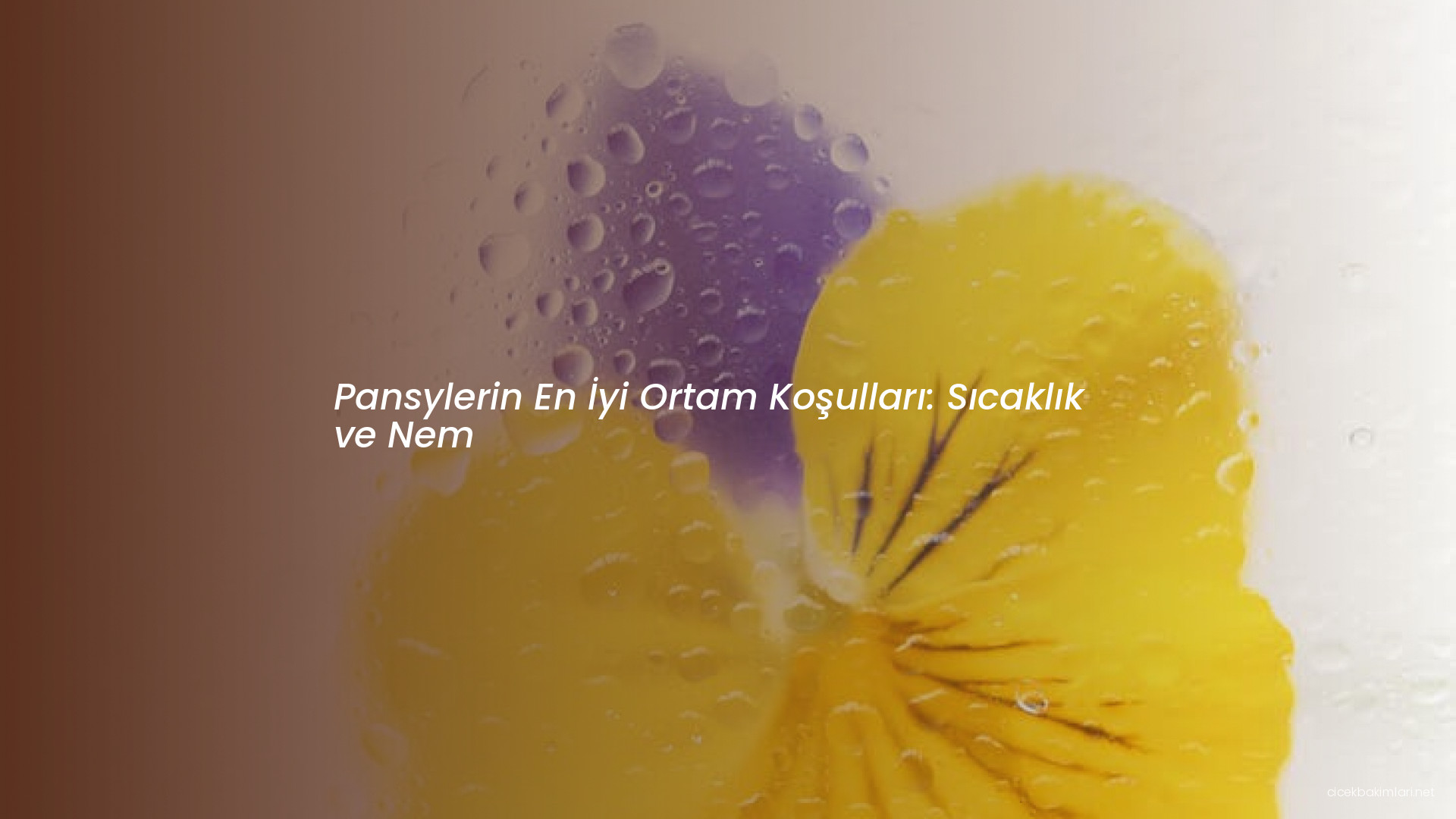 Pansylerin En İyi Ortam Koşulları: Sıcaklık ve Nem