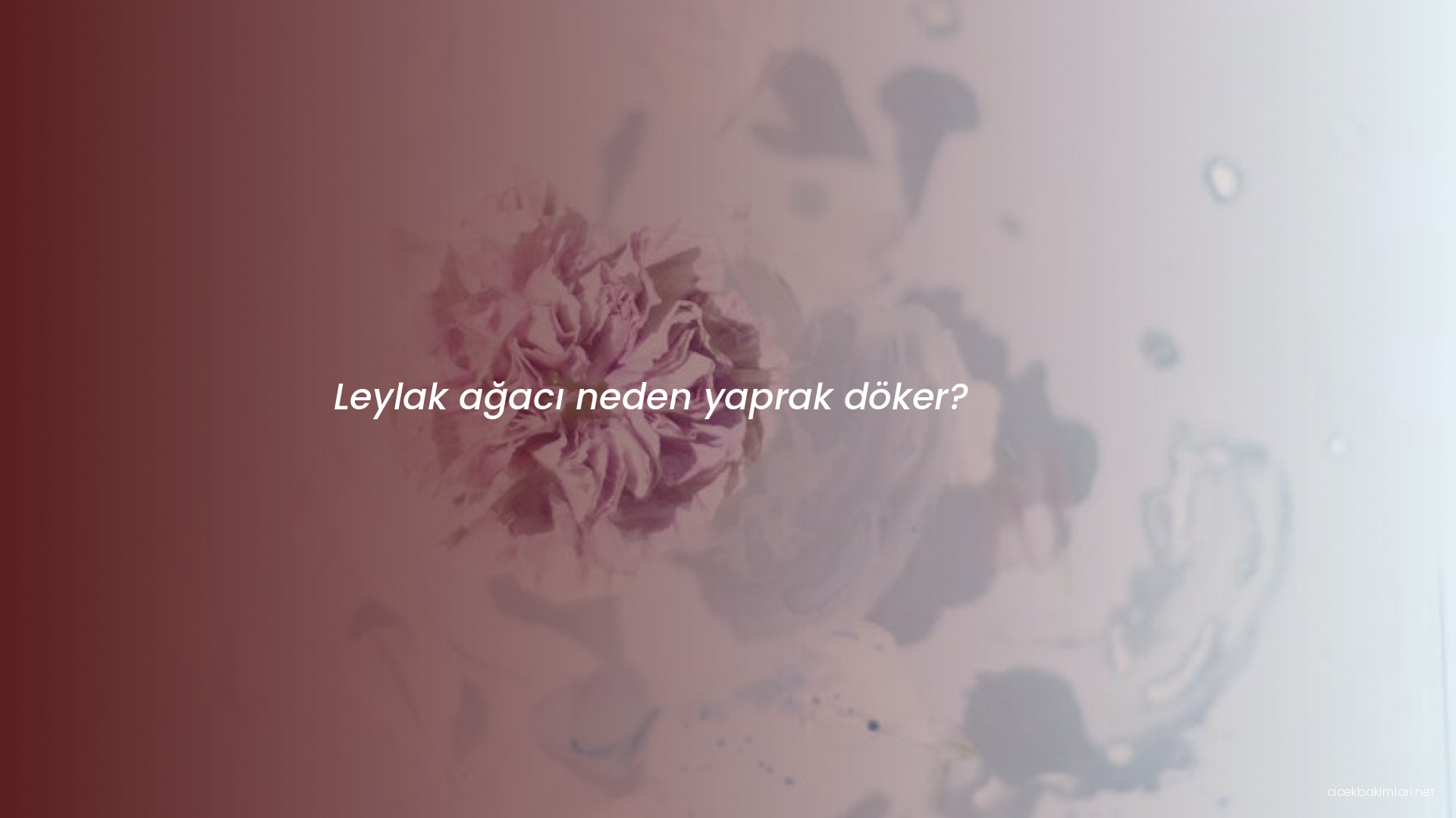 Leylak ağacı neden yaprak döker?