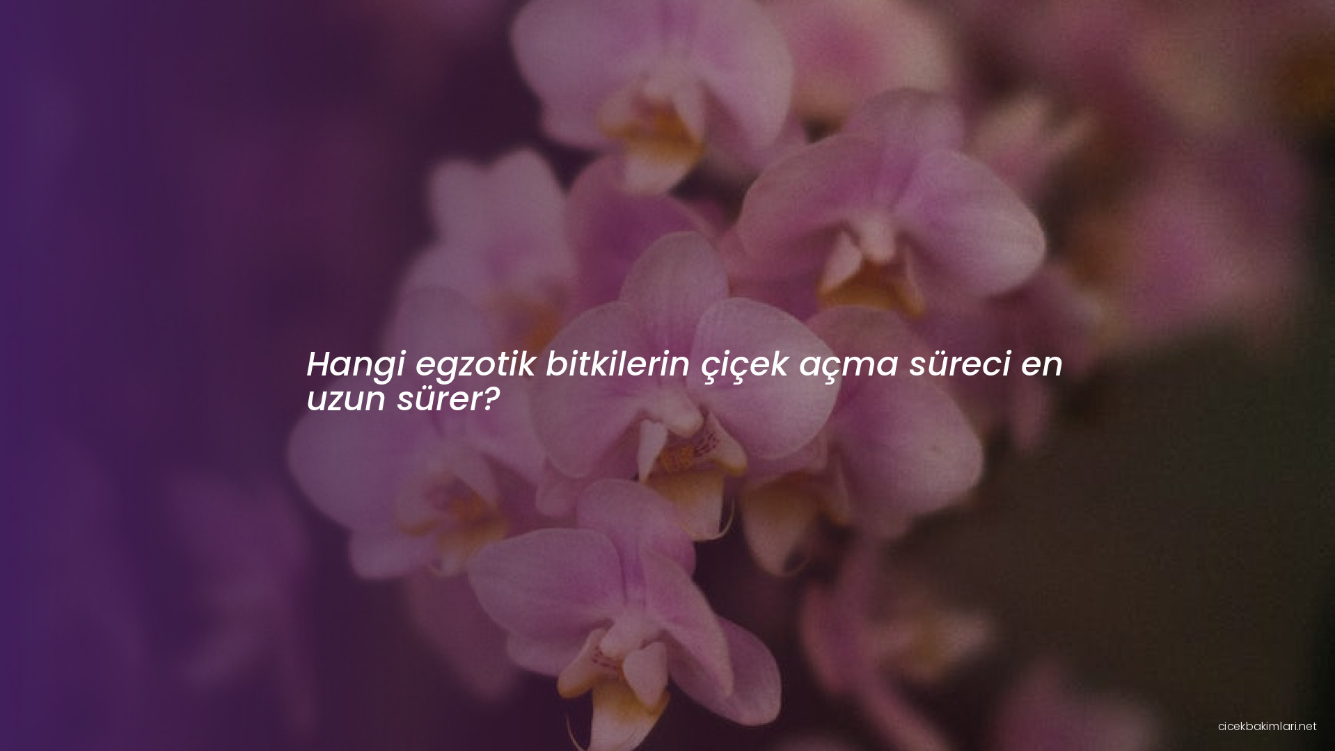 Hangi egzotik bitkilerin çiçek açma süreci en uzun sürer?