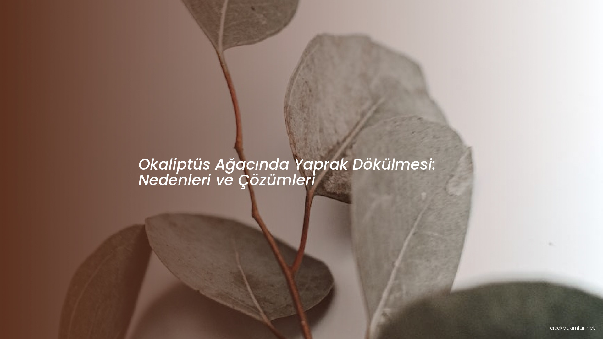 Okaliptüs Ağacında Yaprak Dökülmesi: Nedenleri ve Çözümleri