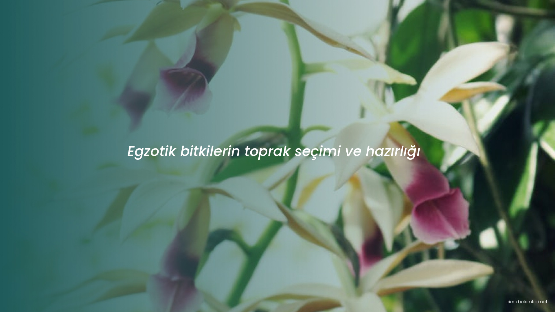 Egzotik bitkilerin toprak seçimi ve hazırlığı