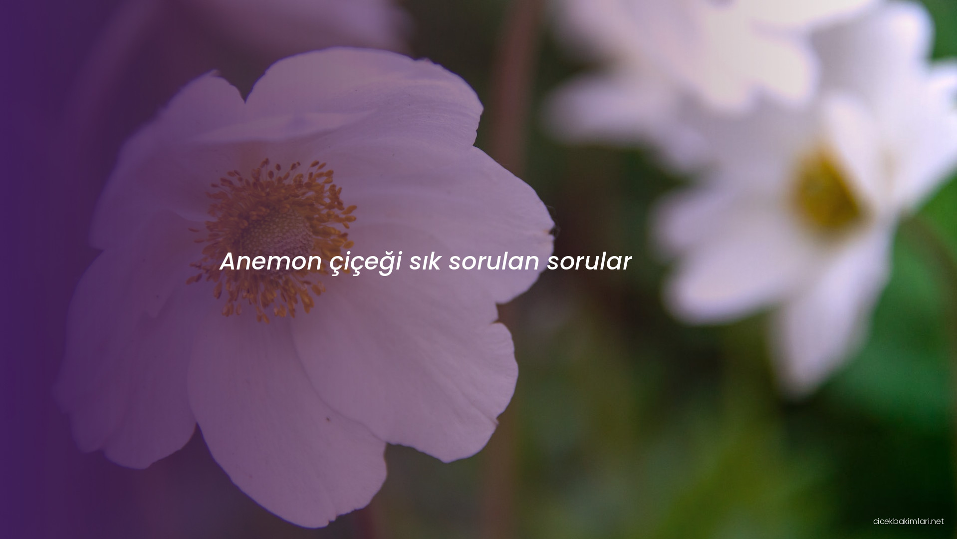 Anemon çiçeği sık sorulan sorular