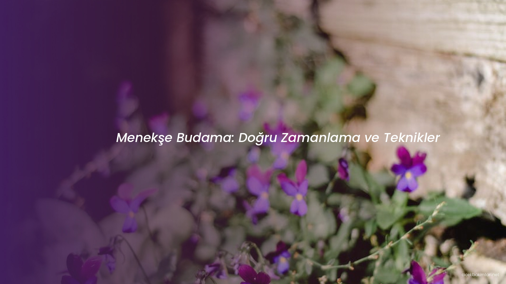 Menekşe Budama: Doğru Zamanlama ve Teknikler