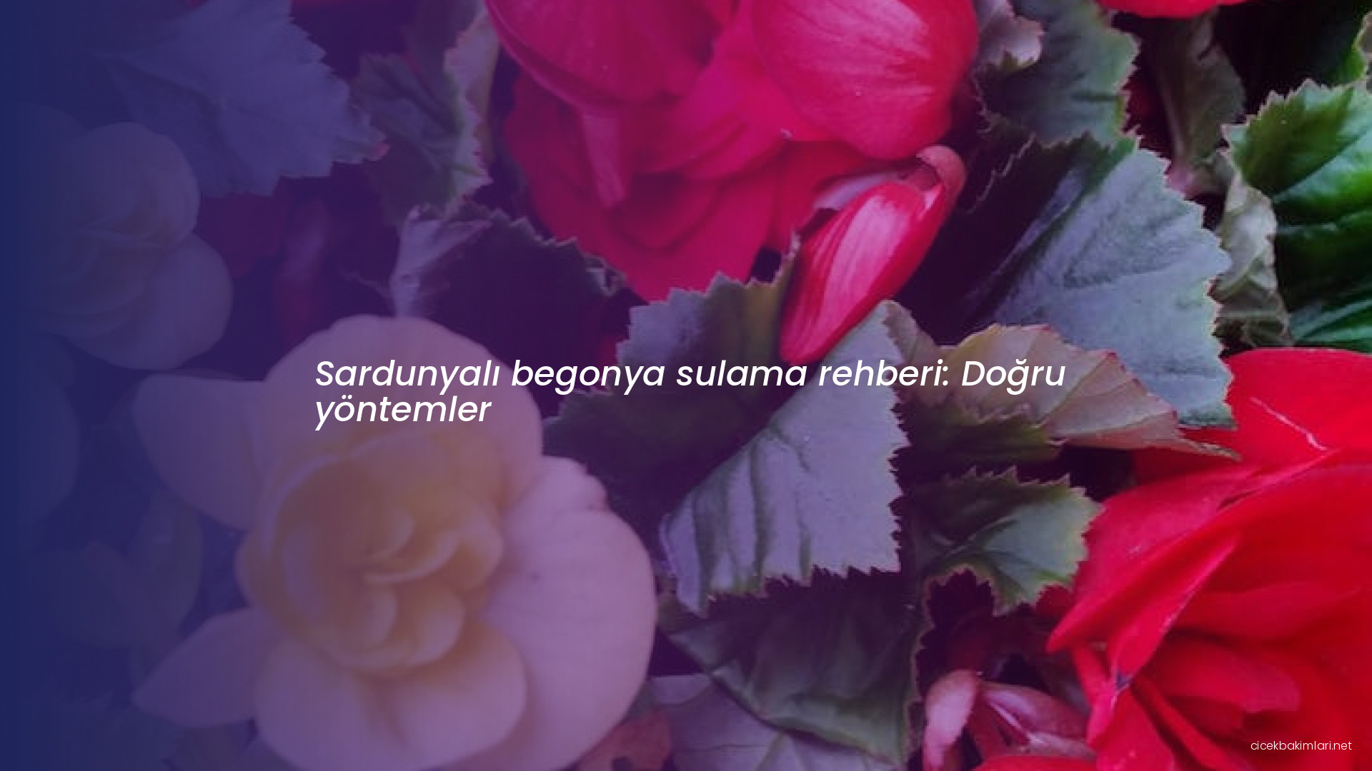 Sardunyalı begonya sulama rehberi: Doğru yöntemler