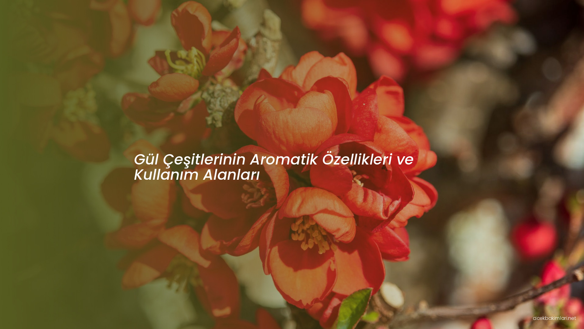 Gül Çeşitlerinin Aromatik Özellikleri ve Kullanım Alanları