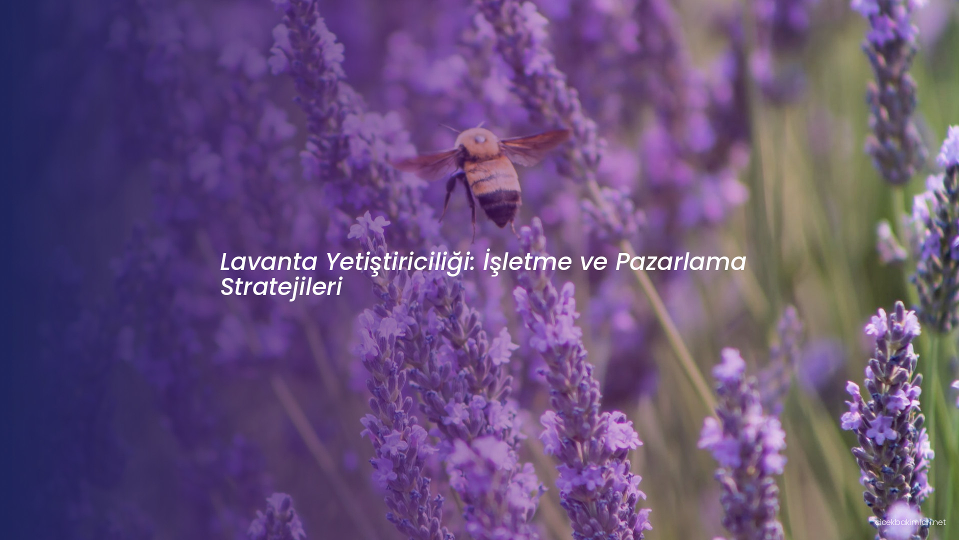 Lavanta Yetiştiriciliği: İşletme ve Pazarlama Stratejileri