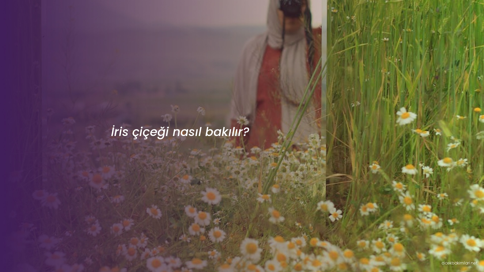 İris çiçeği nasıl bakılır?