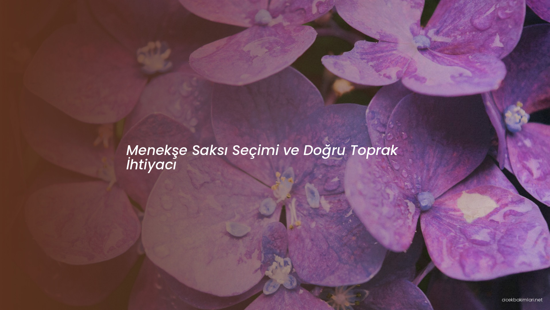 Menekşe Saksı Seçimi ve Doğru Toprak İhtiyacı