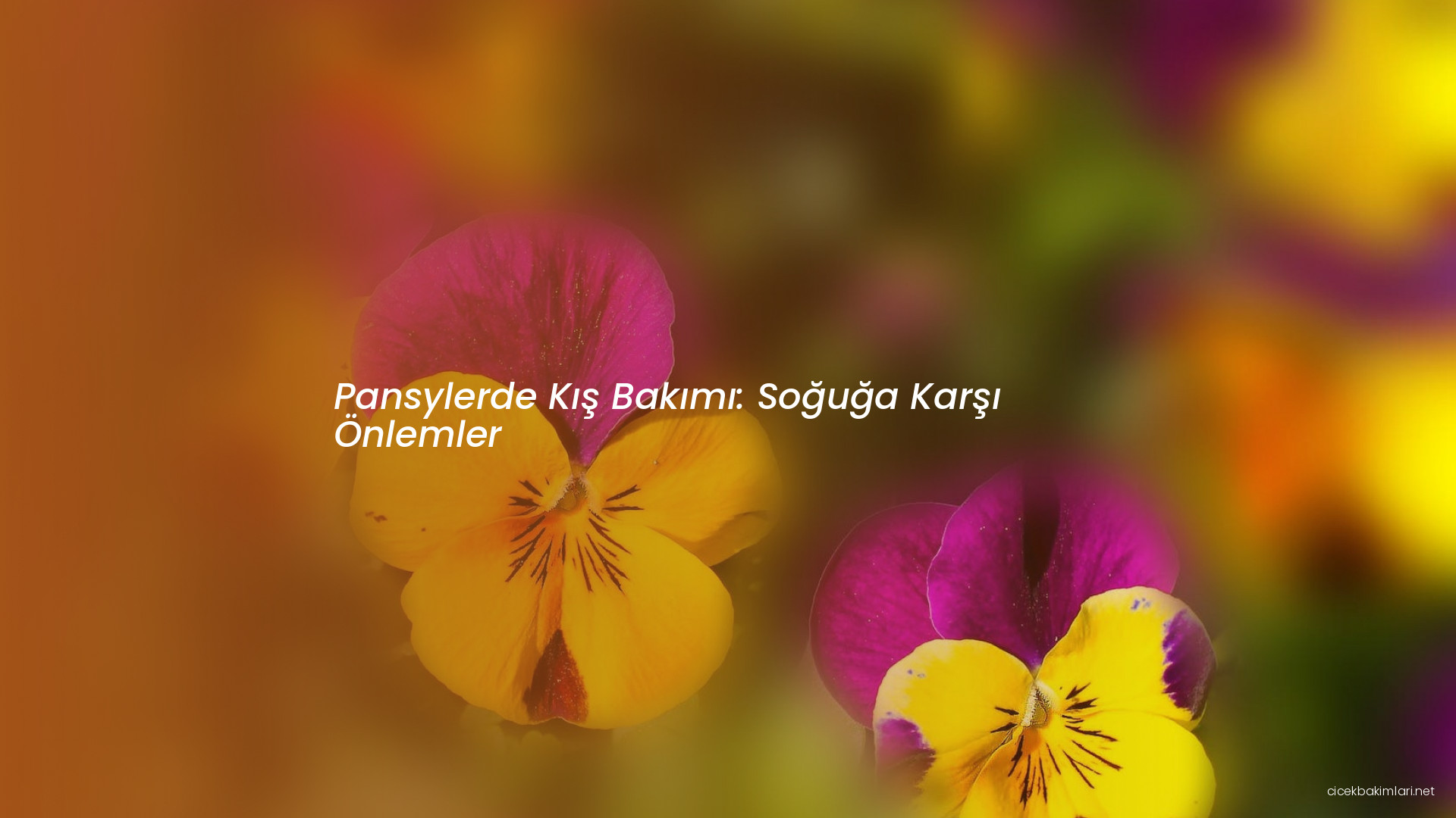 Pansylerde Kış Bakımı: Soğuğa Karşı Önlemler