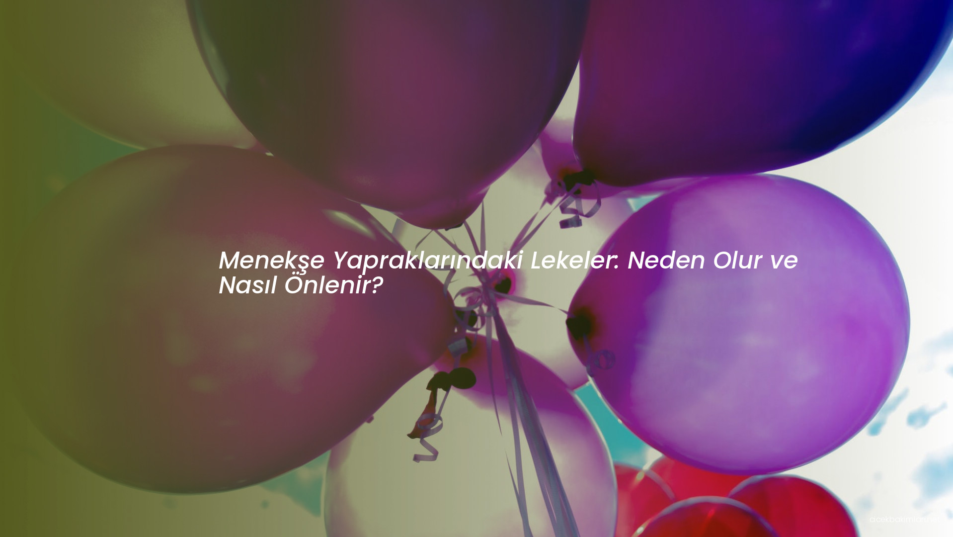 Menekşe Yapraklarındaki Lekeler: Neden Olur ve Nasıl Önlenir?