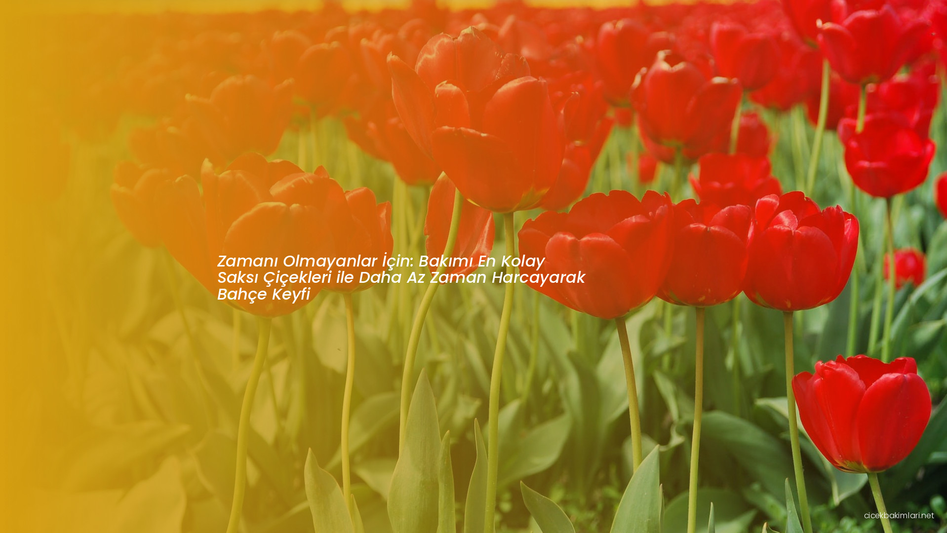 Zamanı Olmayanlar İçin: Bakımı En Kolay Saksı Çiçekleri ile Daha Az Zaman Harcayarak Bahçe Keyfi