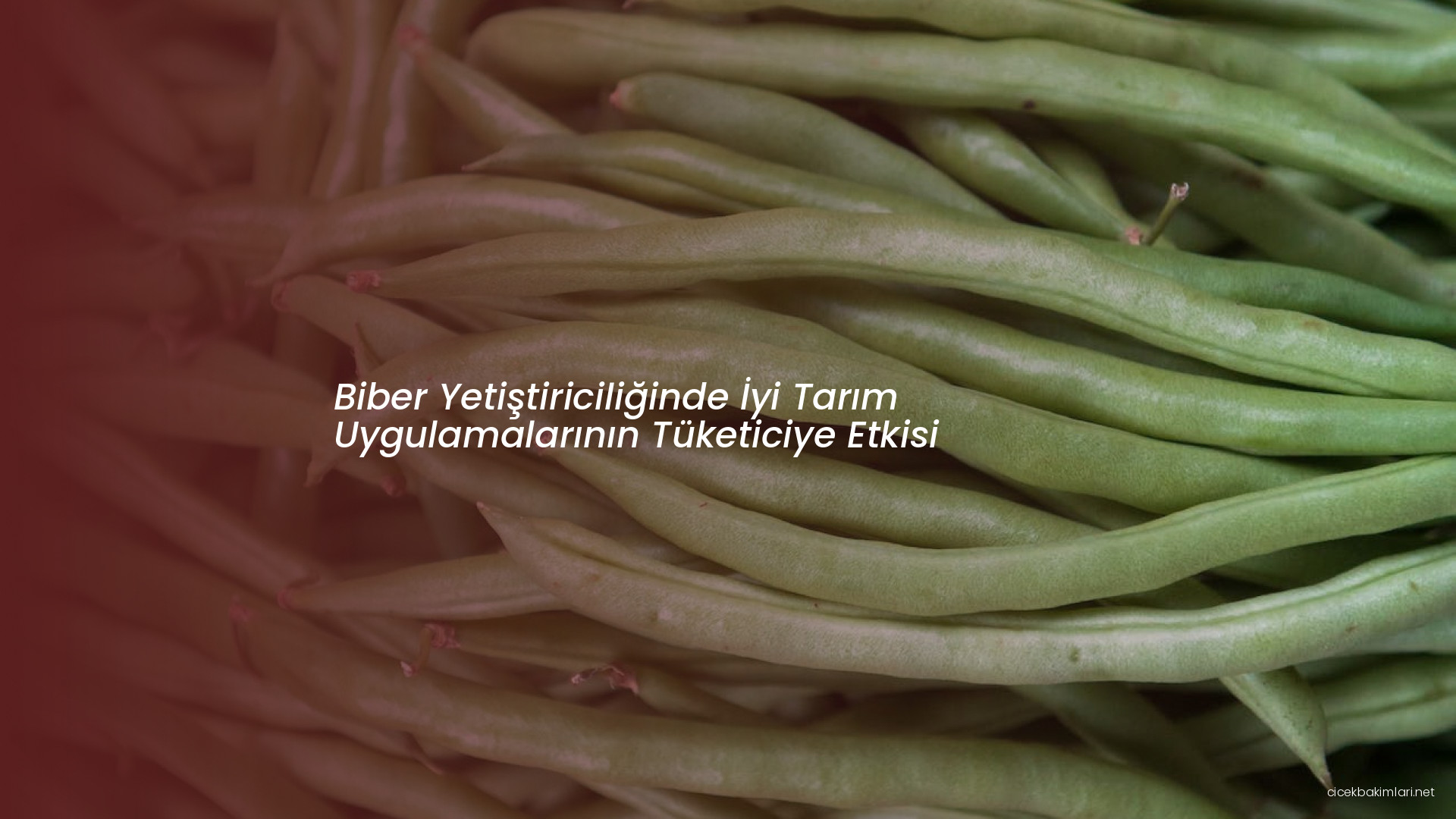 Biber Yetiştiriciliğinde İyi Tarım Uygulamalarının Tüketiciye Etkisi