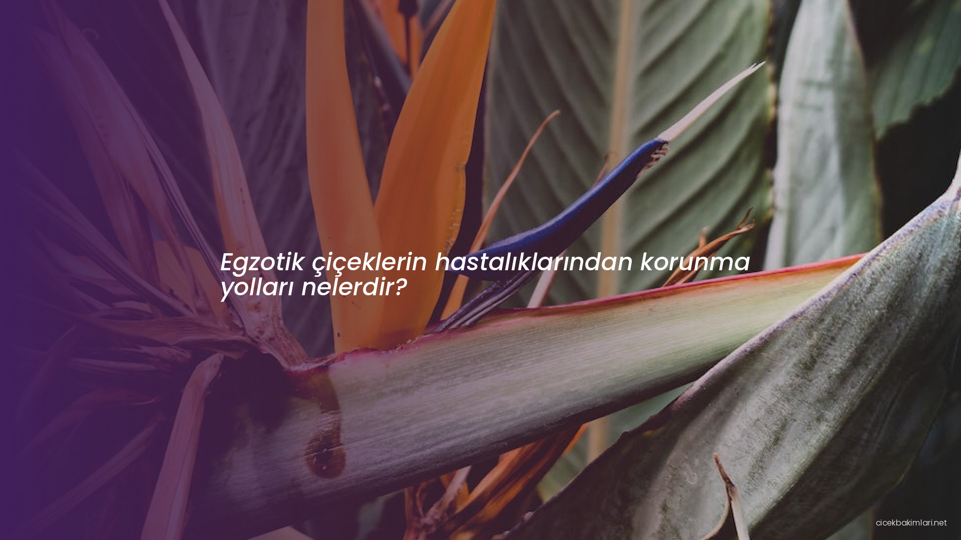 Egzotik çiçeklerin hastalıklarından korunma yolları nelerdir?