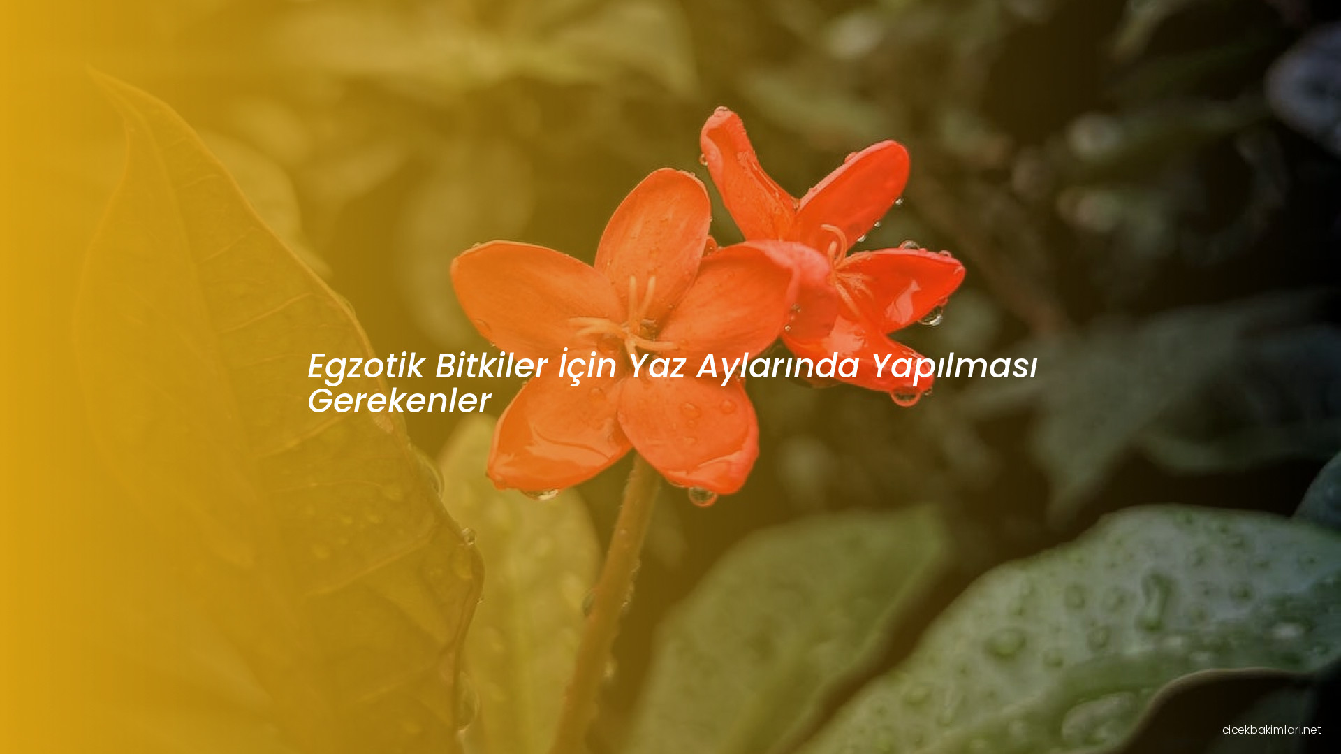 Egzotik Bitkiler İçin Yaz Aylarında Yapılması Gerekenler