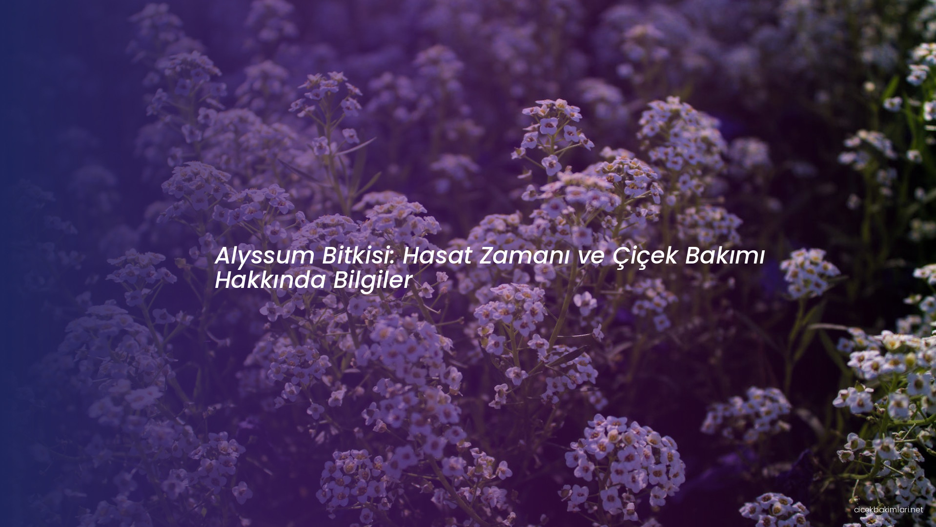 Alyssum Bitkisi: Hasat Zamanı ve Çiçek Bakımı Hakkında Bilgiler