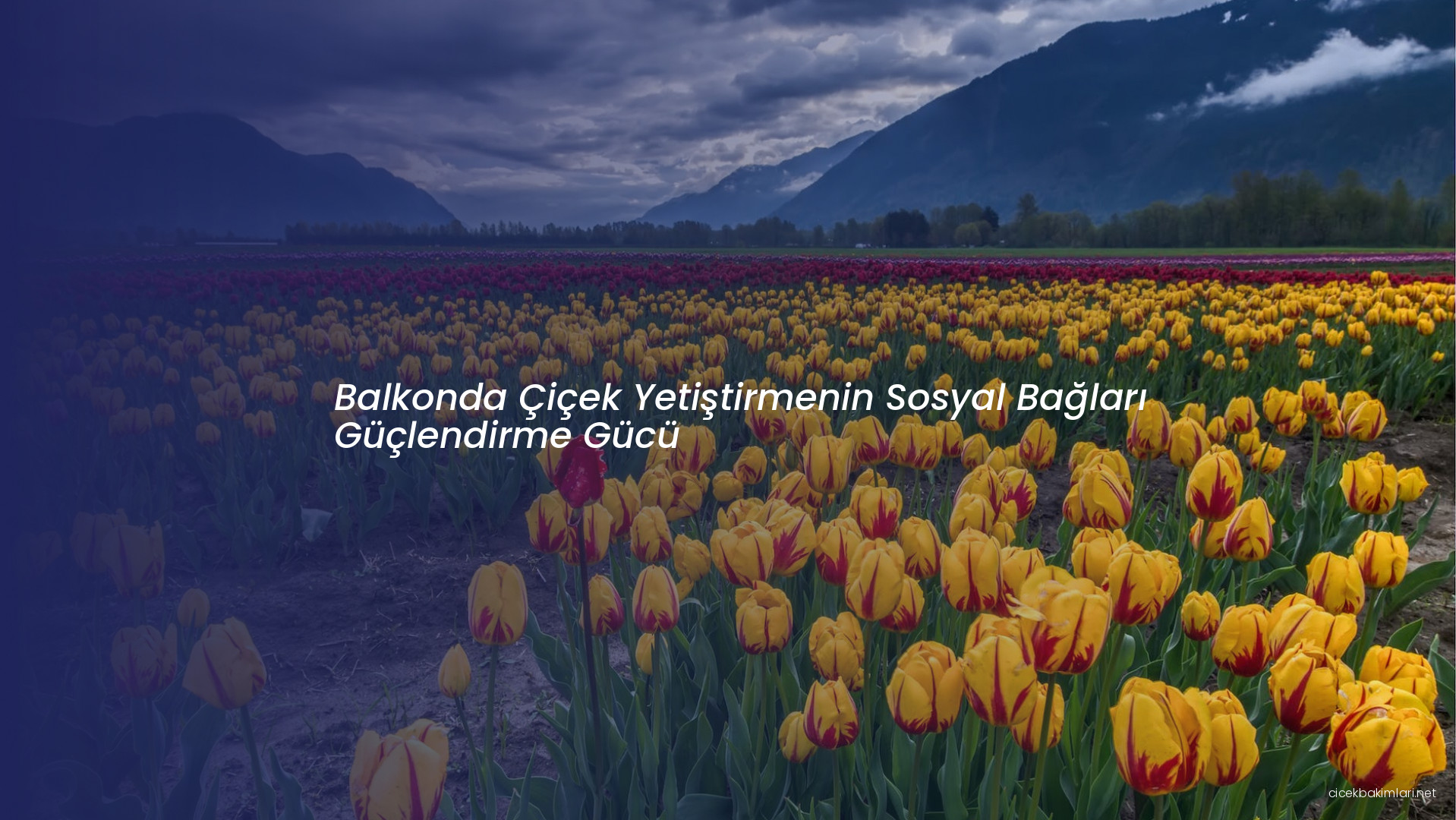 Balkonda Çiçek Yetiştirmenin Sosyal Bağları Güçlendirme Gücü